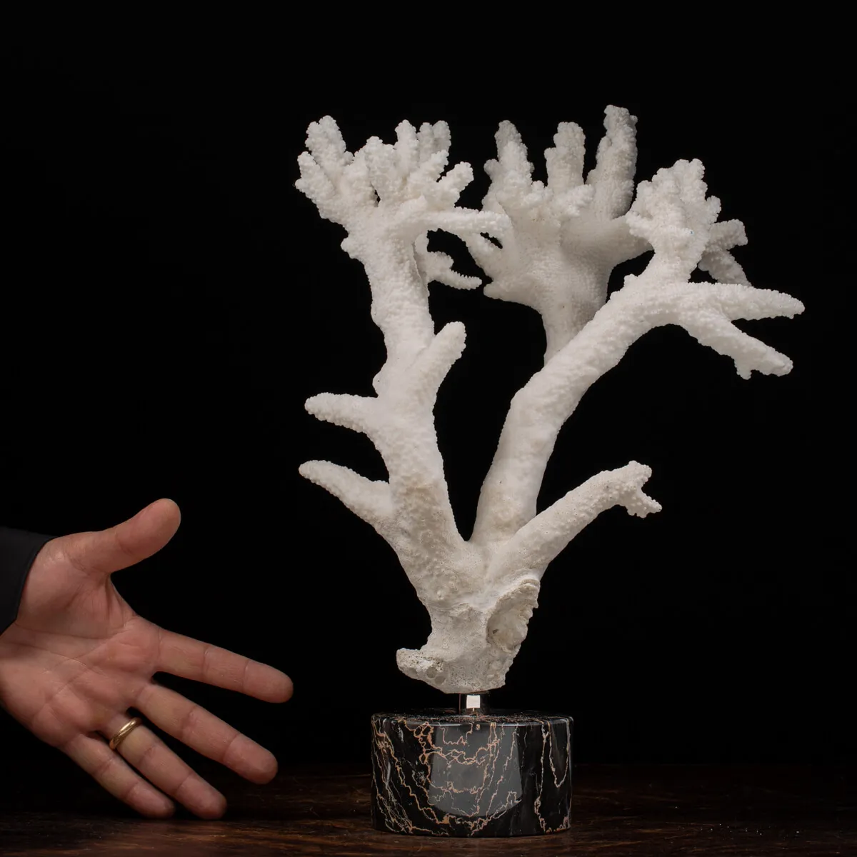 Acropora Florida