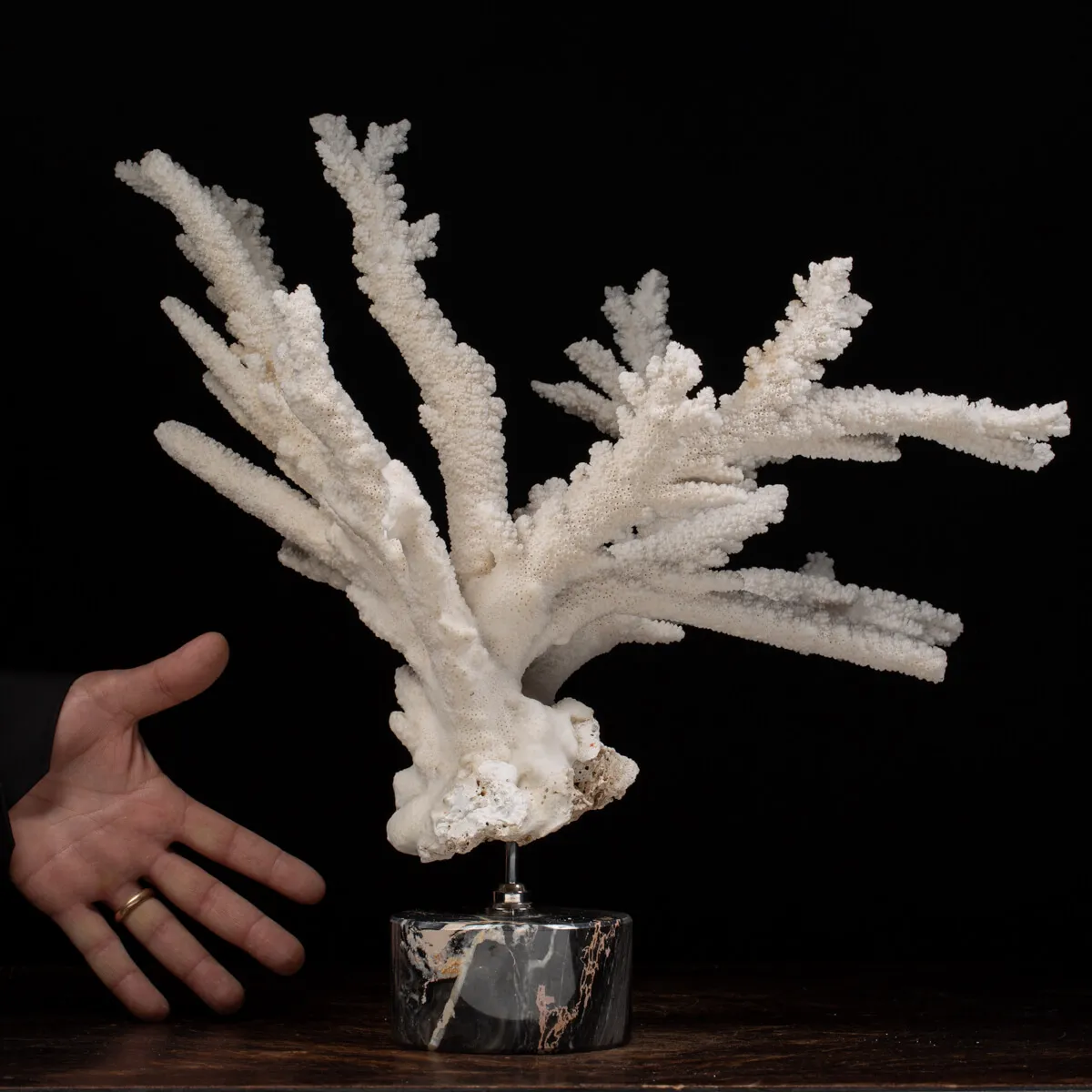 Acropora Florida
