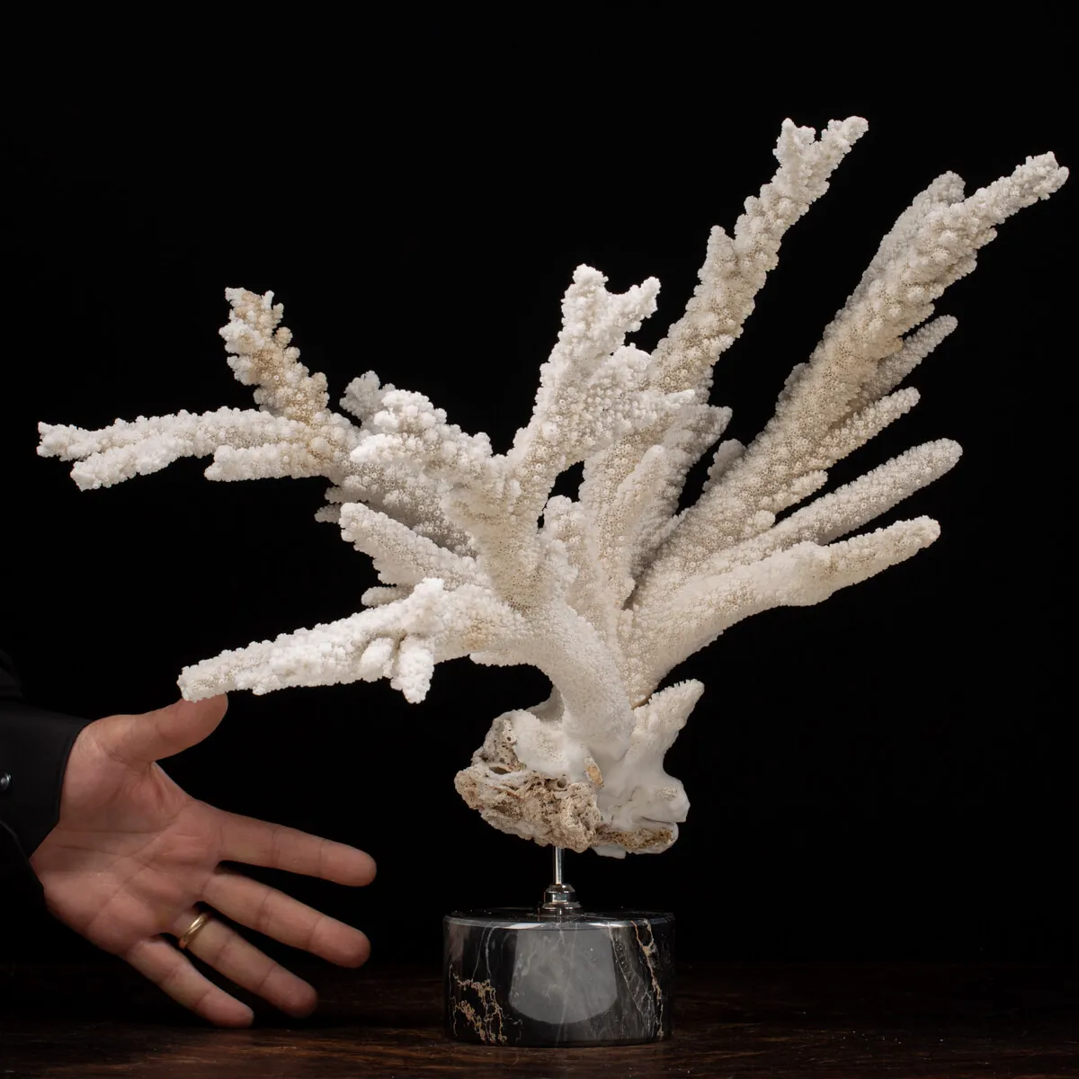 Acropora Florida
