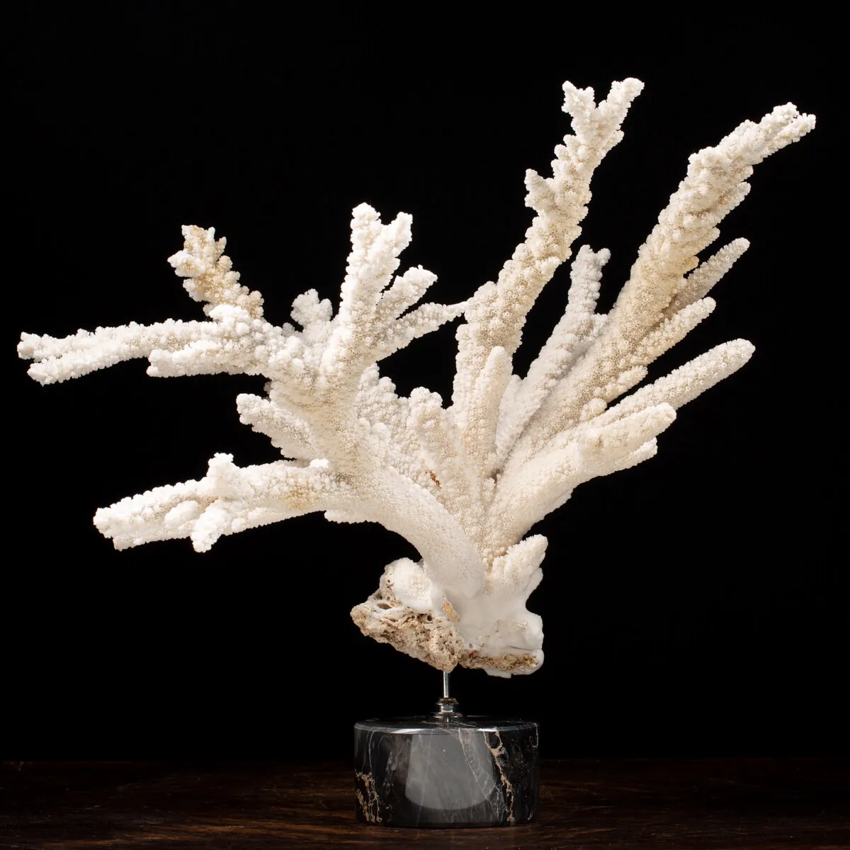 Acropora Florida