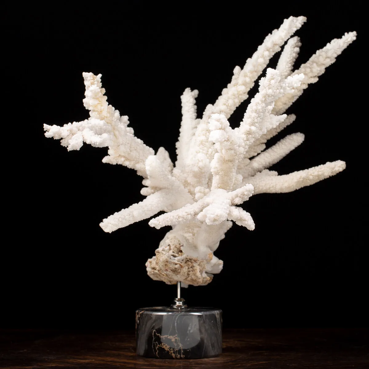 Acropora Florida