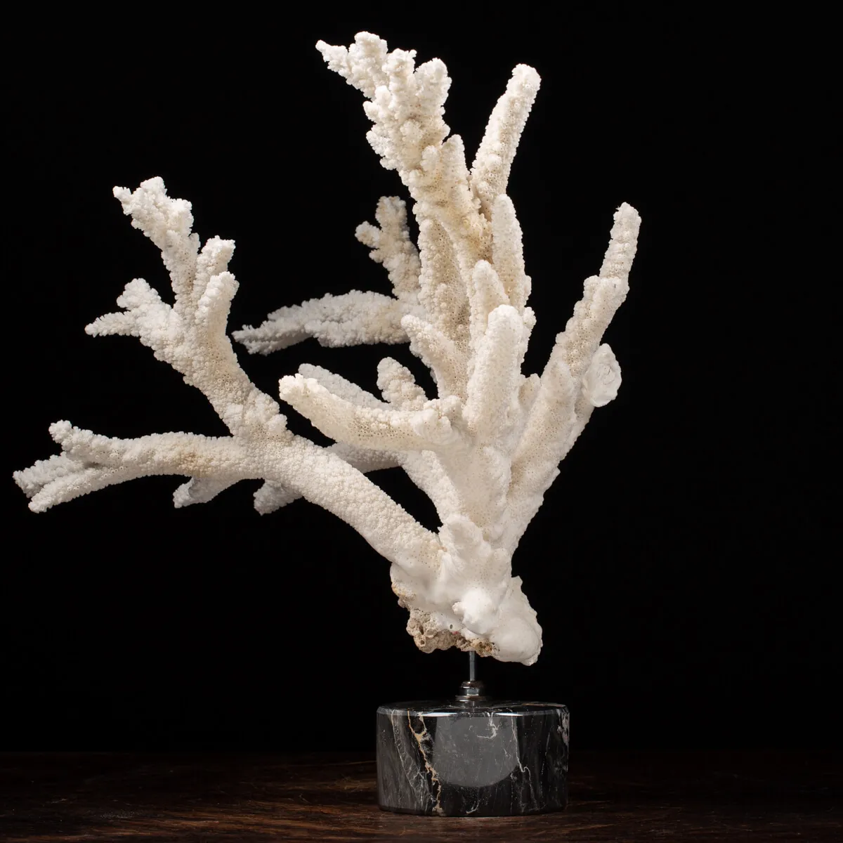 Acropora Florida