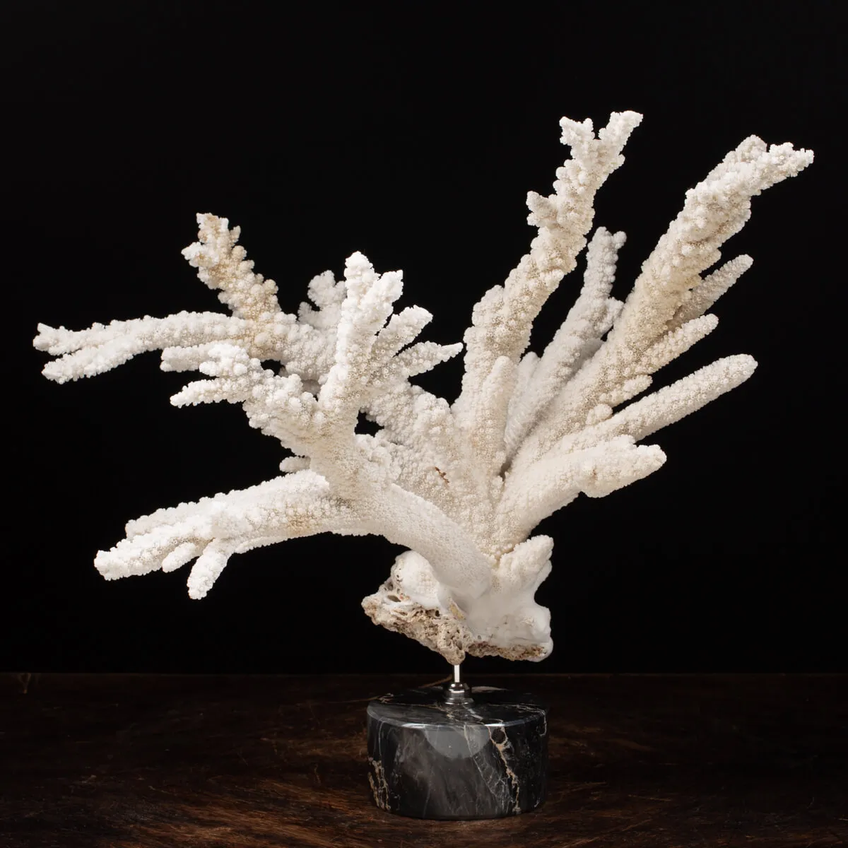 Acropora Florida