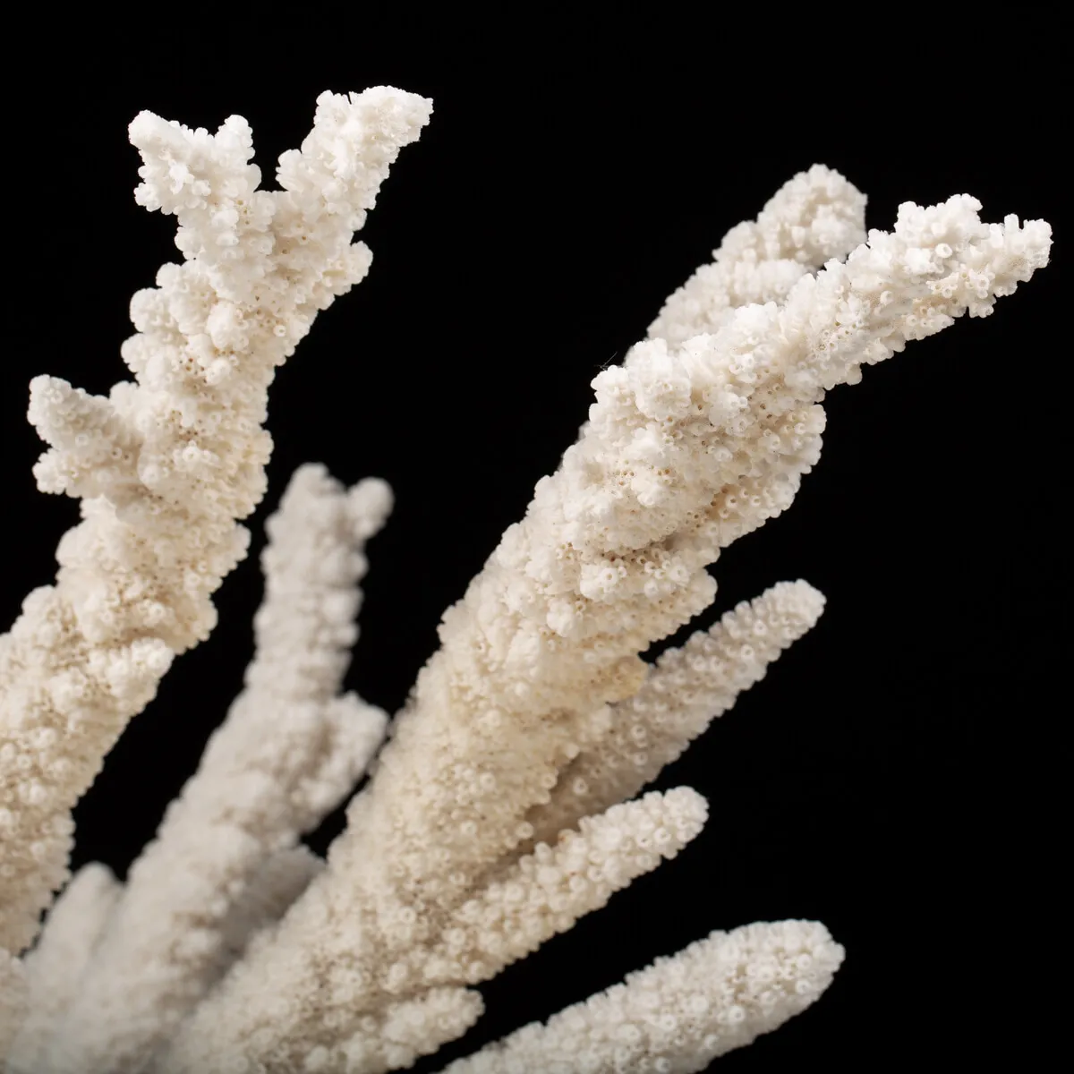 Acropora Florida