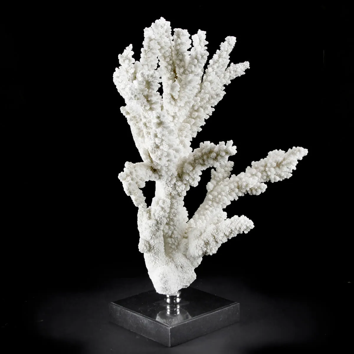 Acropora Florida