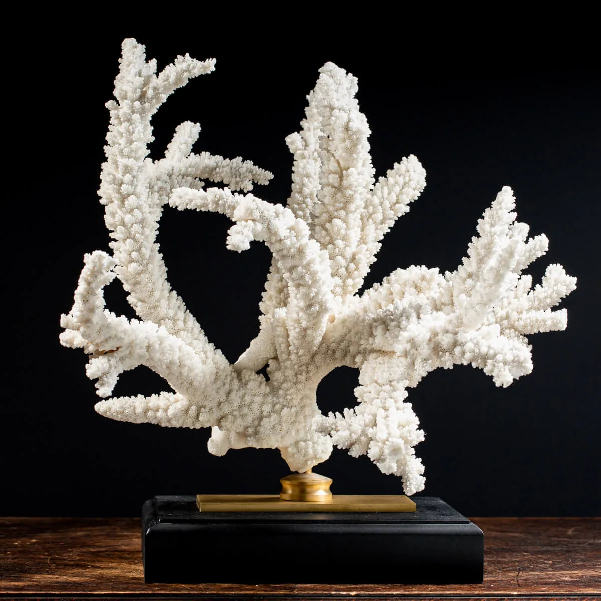 Acropora Florida