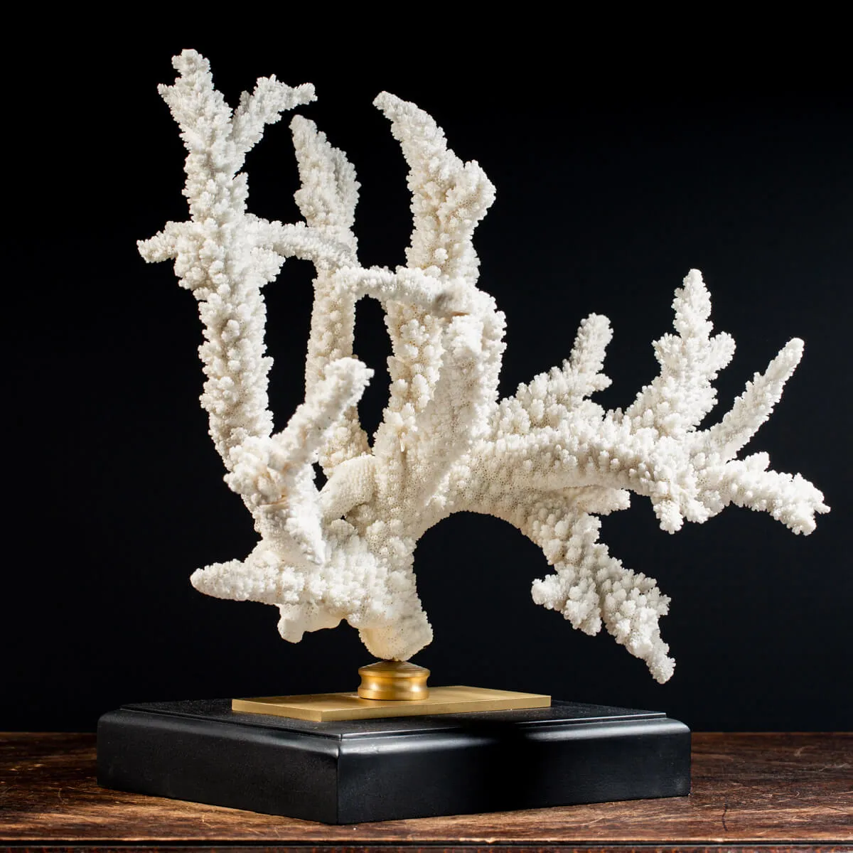 Acropora Florida