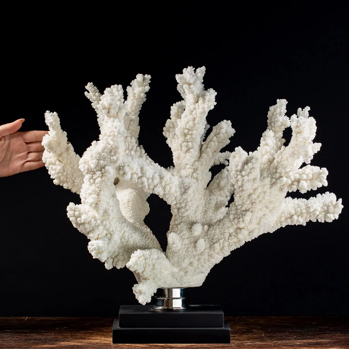 Acropora Florida