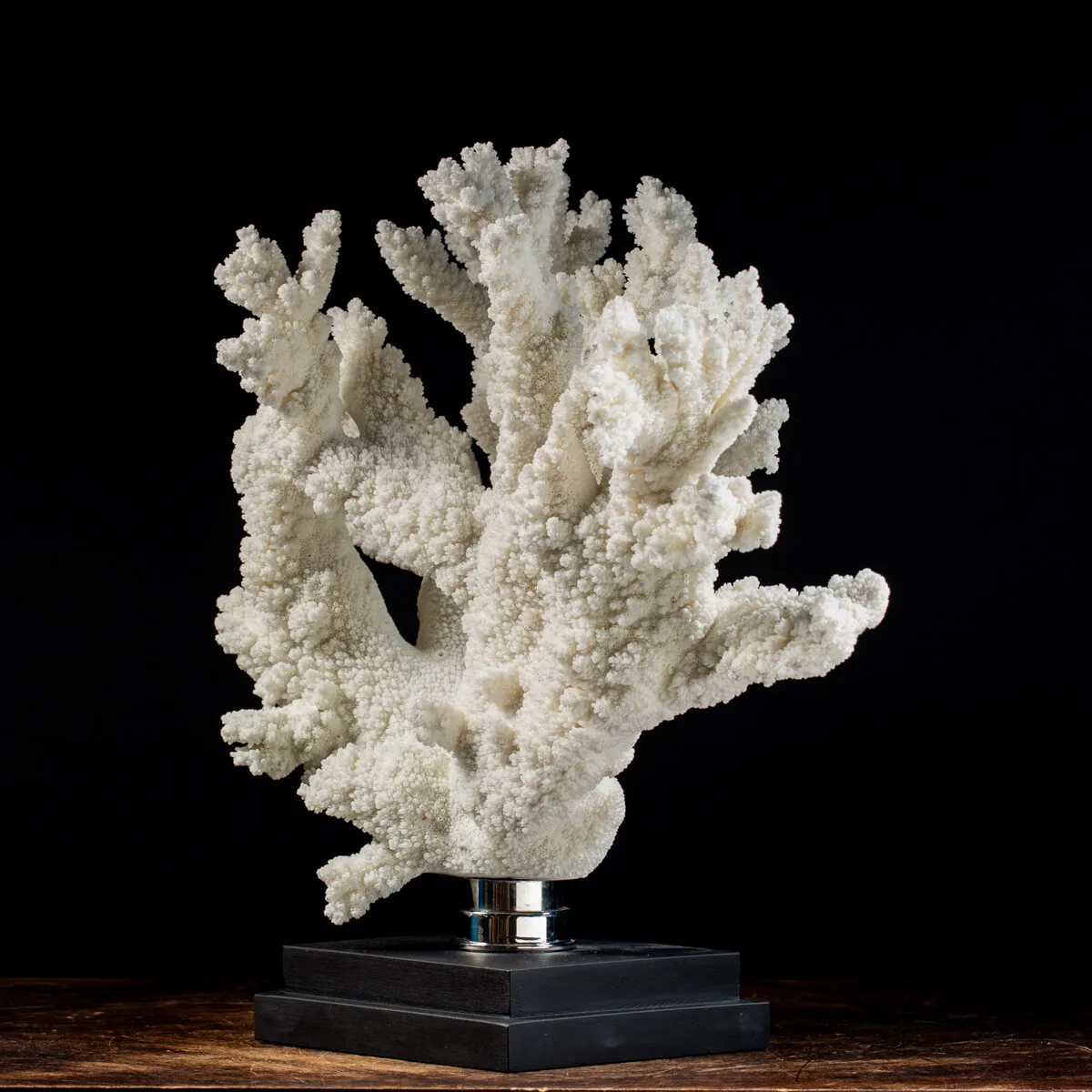 Acropora Florida