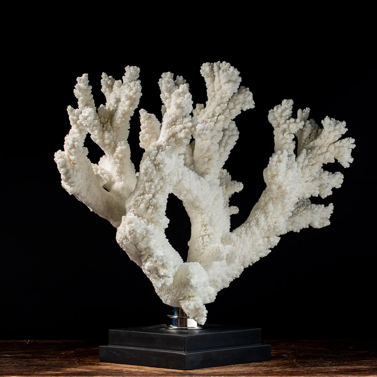 Acropora Florida