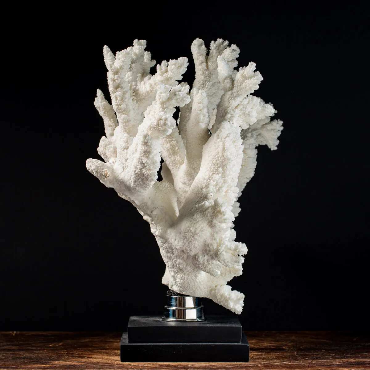Acropora Florida