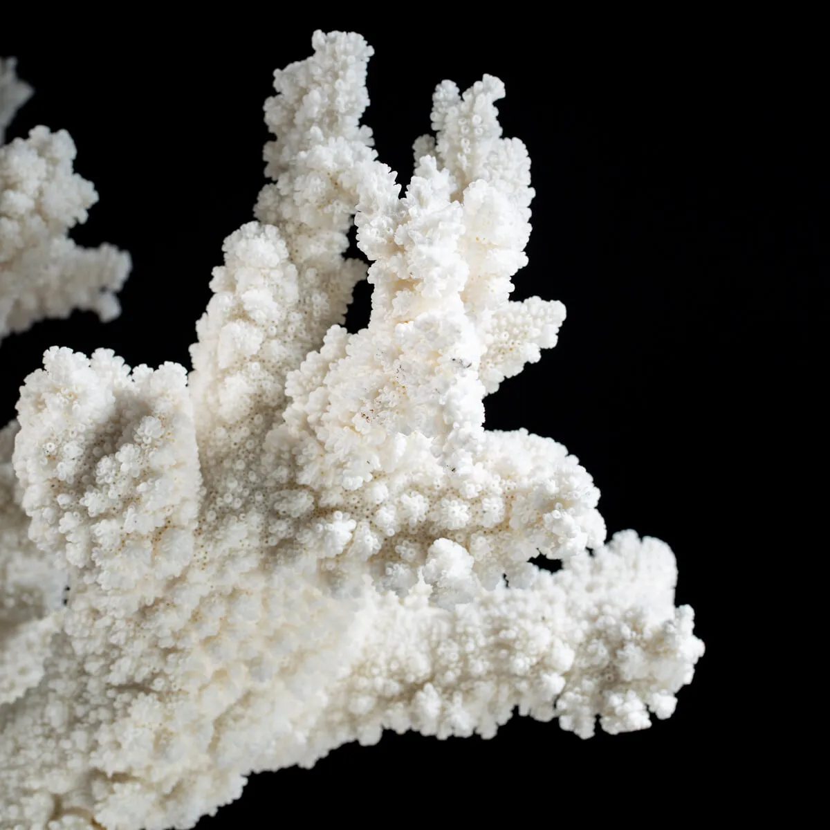 Acropora Florida