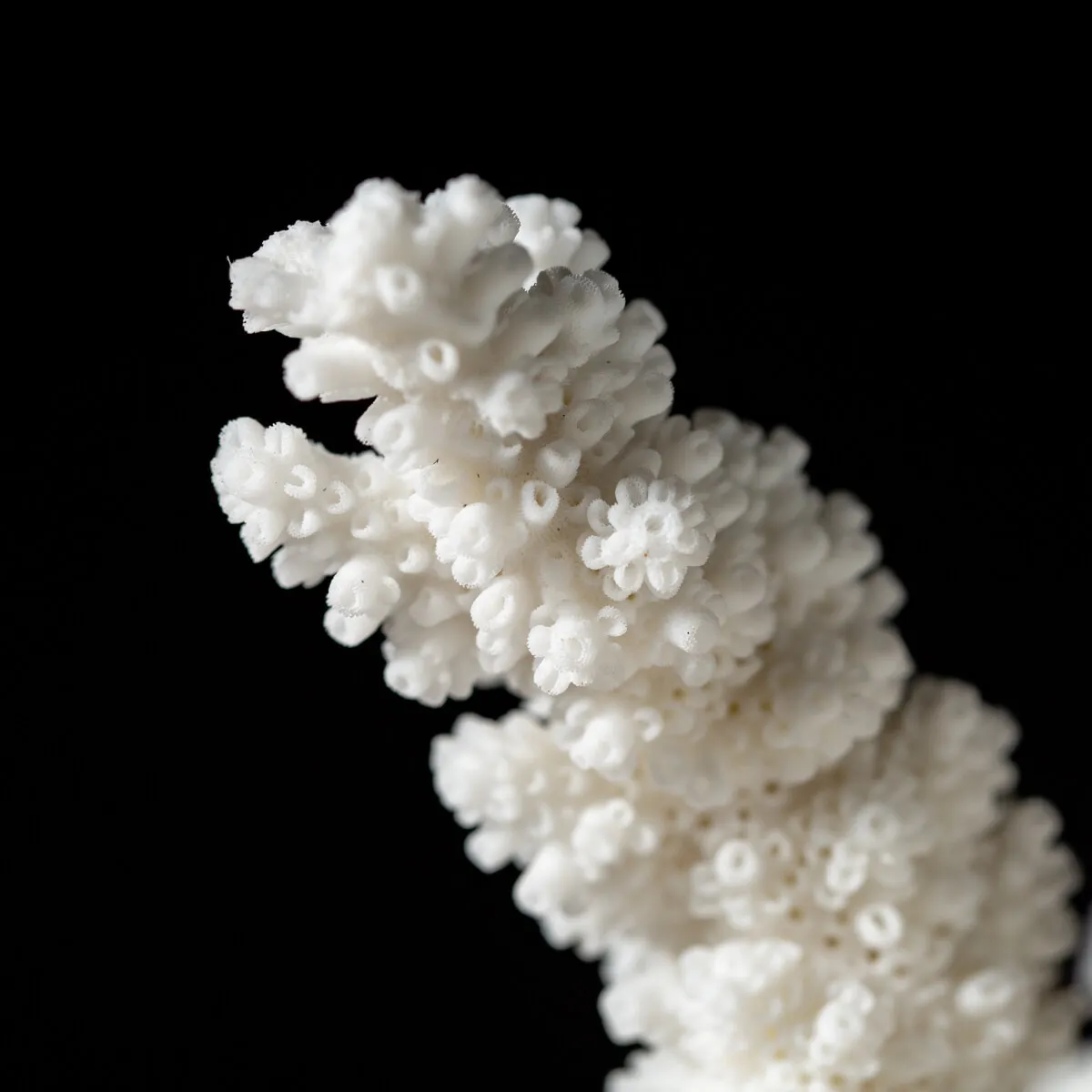 Acropora Florida