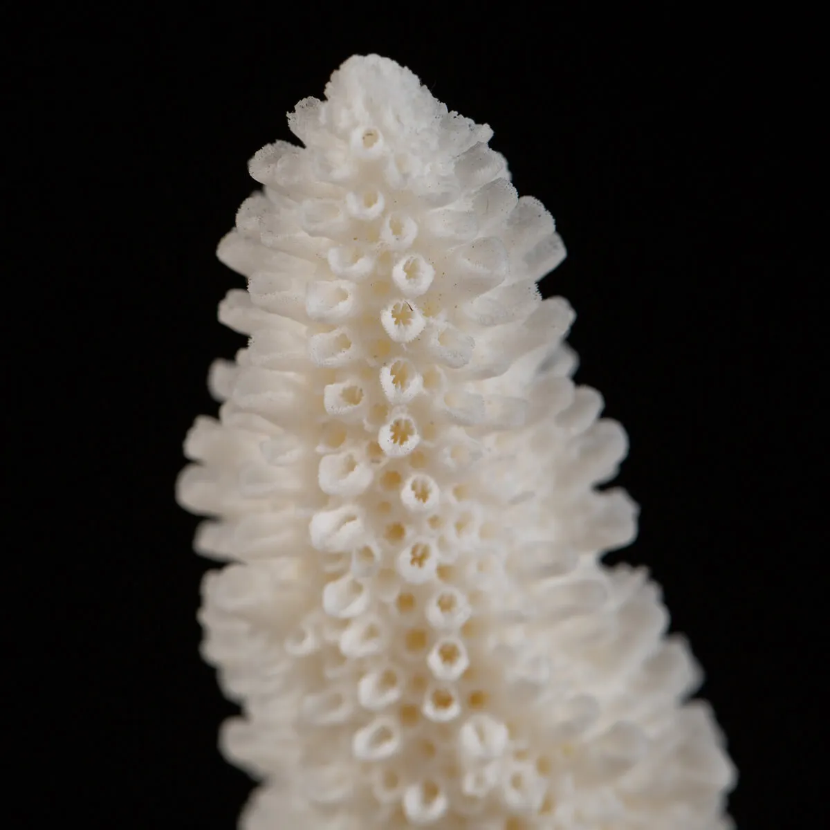 Acropora Florida
