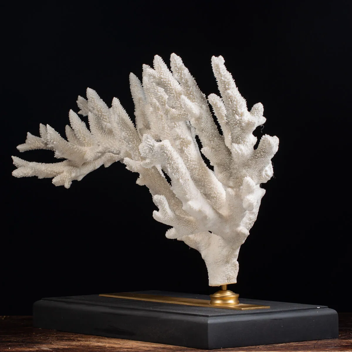 Acropora Florida