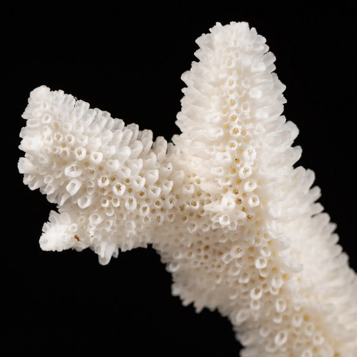 Acropora Florida