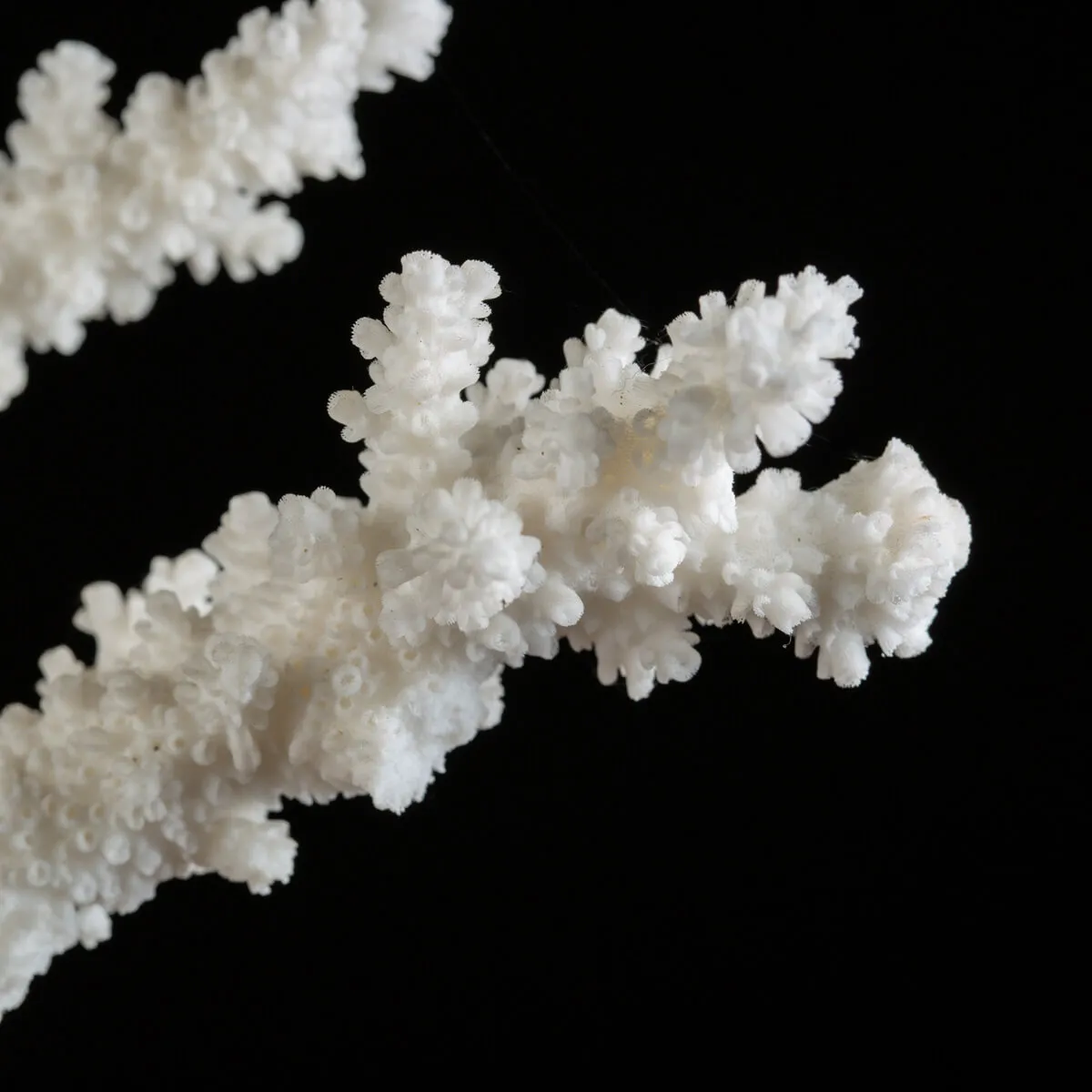 Acropora Florida