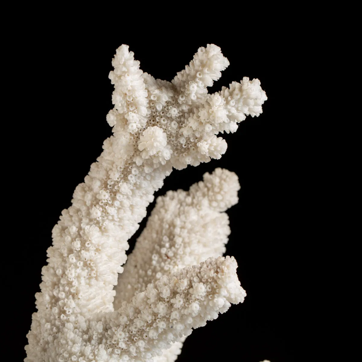 Acropora Florida