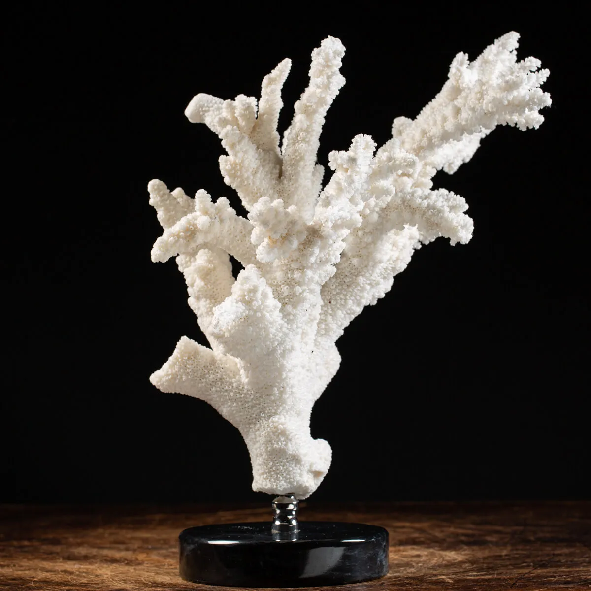Acropora Florida