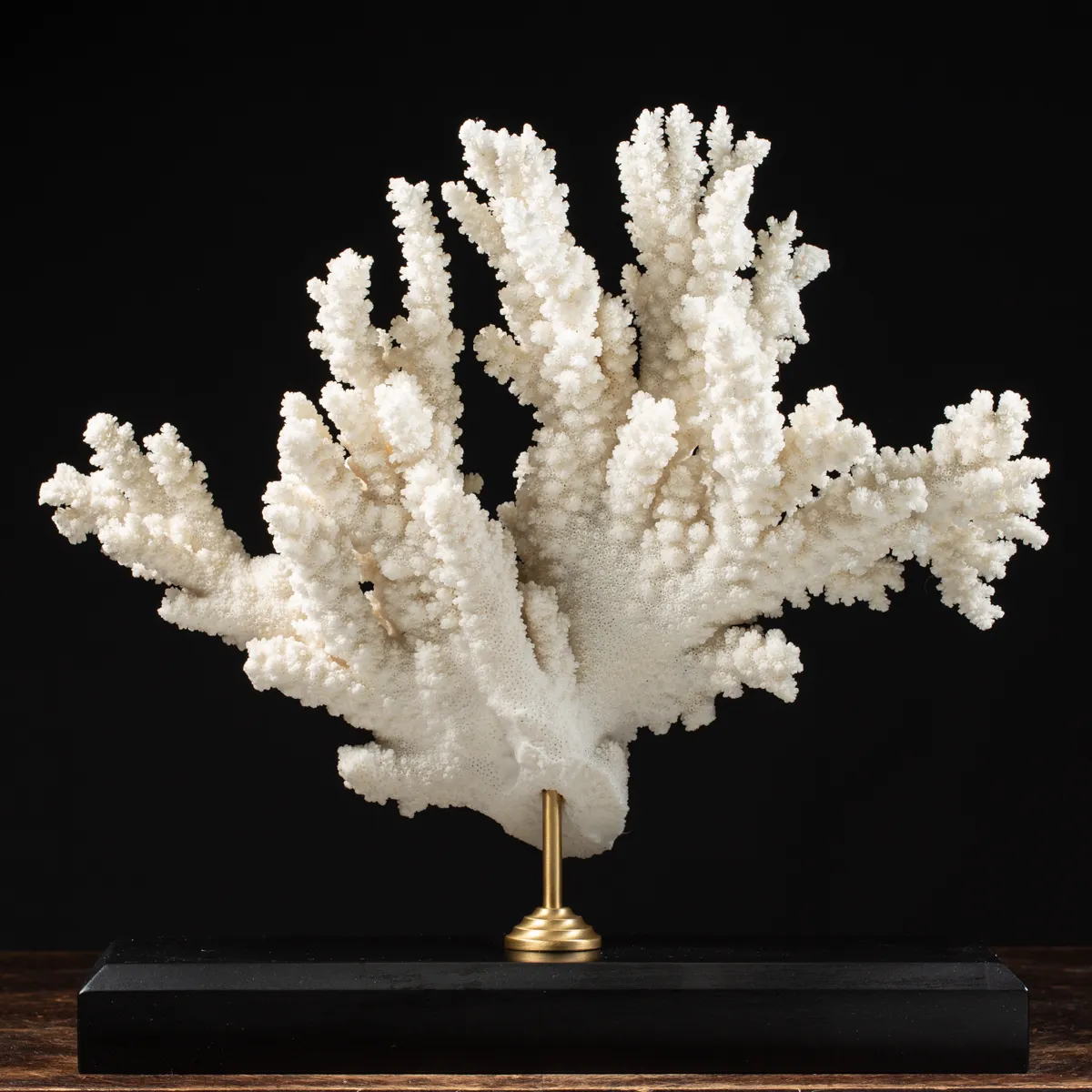 Acropora Florida