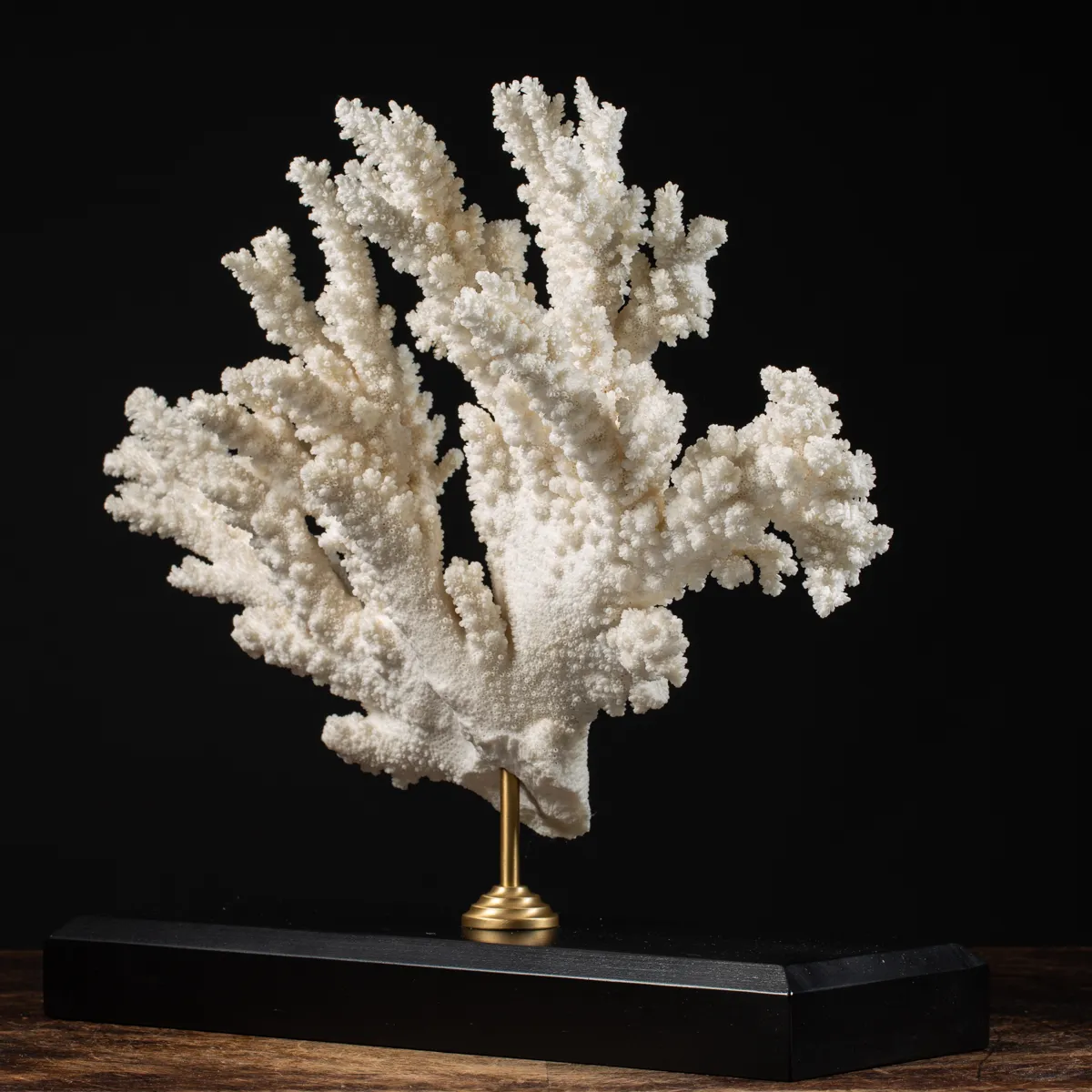 Acropora Florida