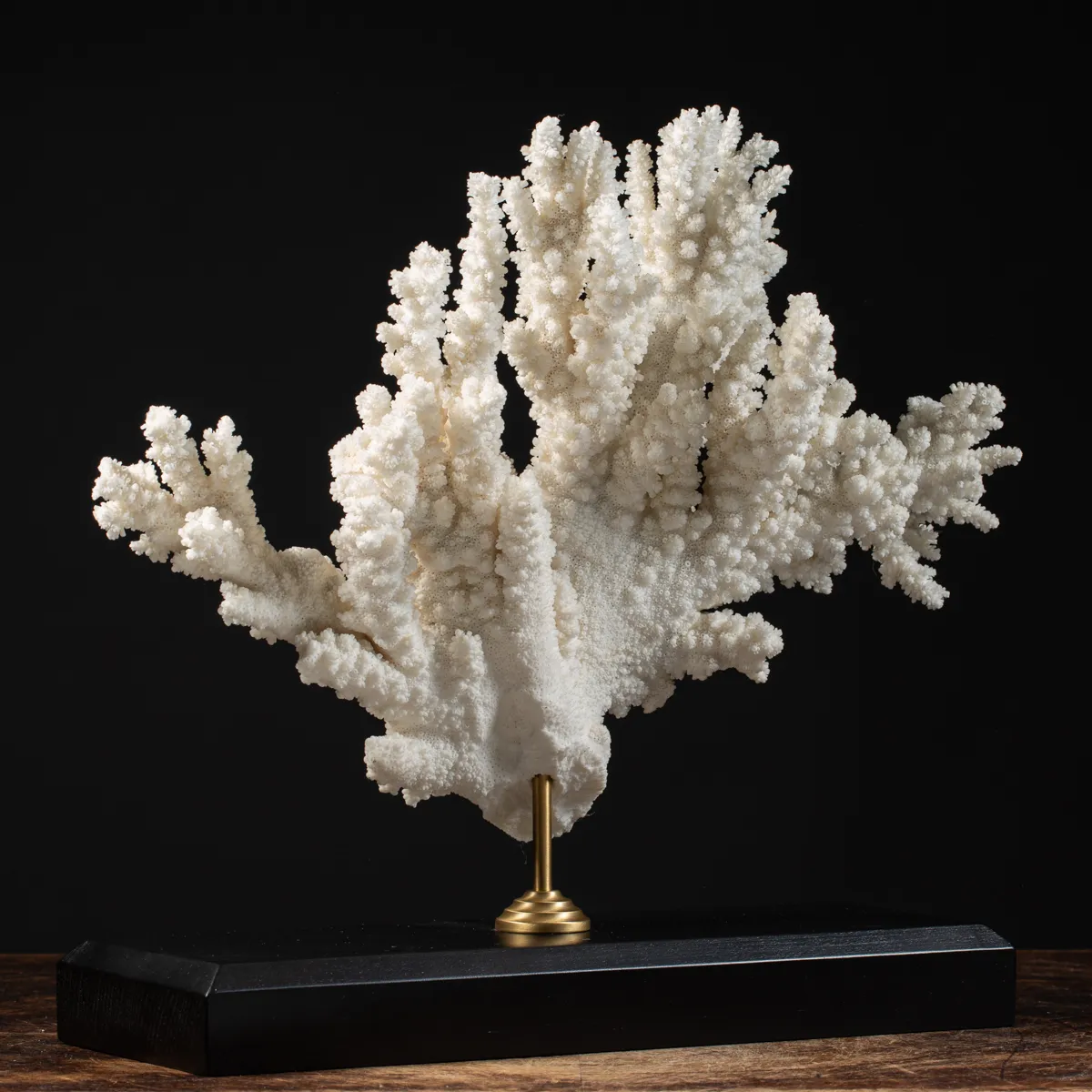 Acropora Florida