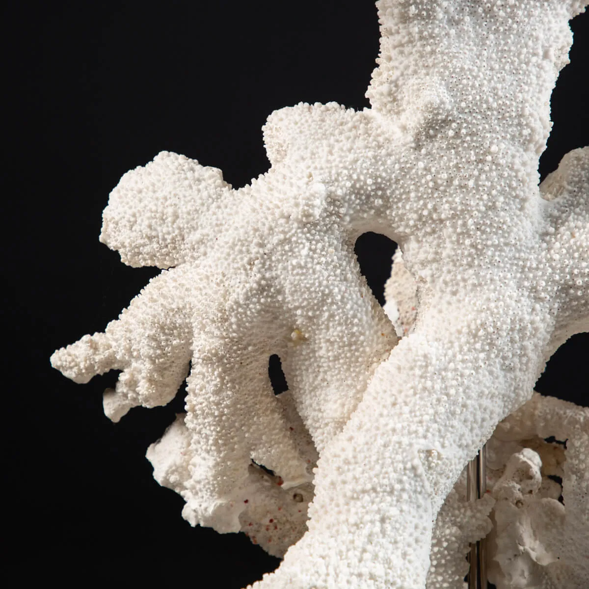 Acropora Florida