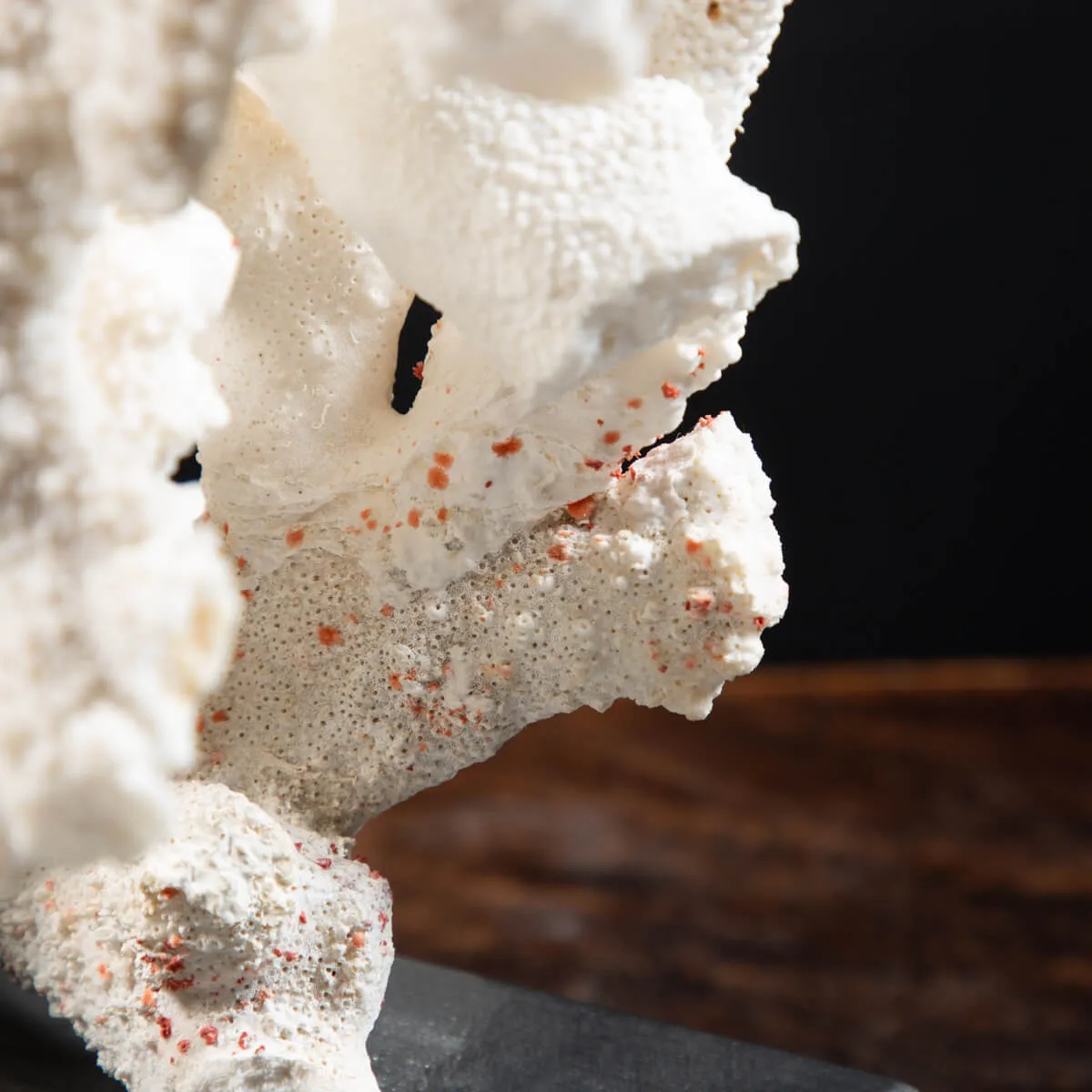Acropora Florida