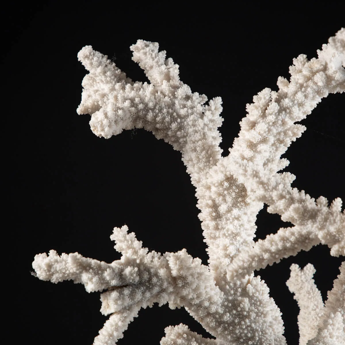 Acropora Florida