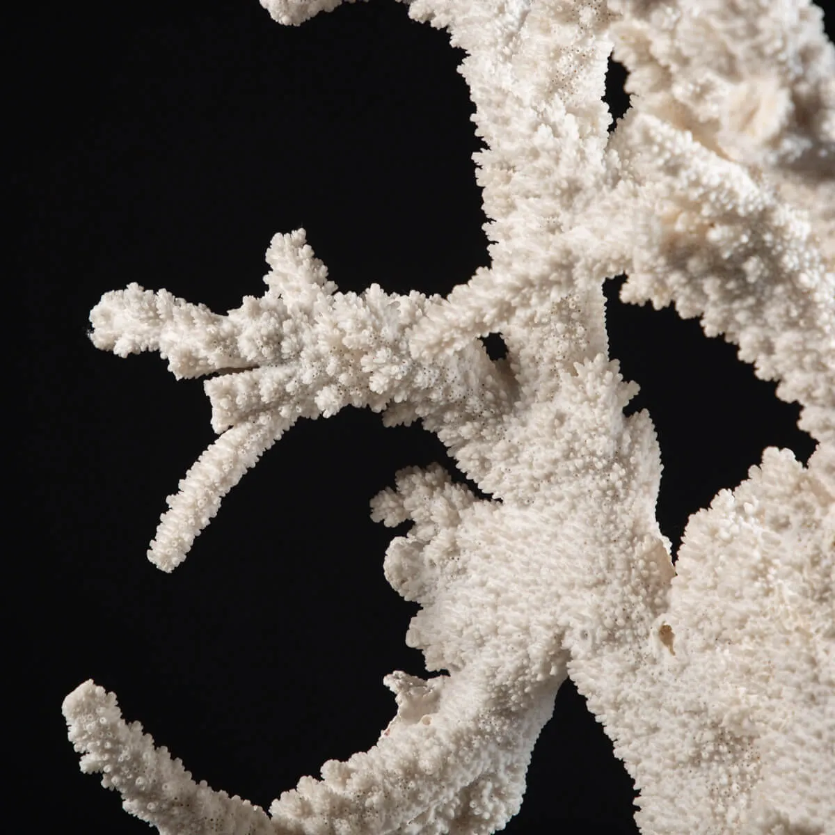 Acropora Florida