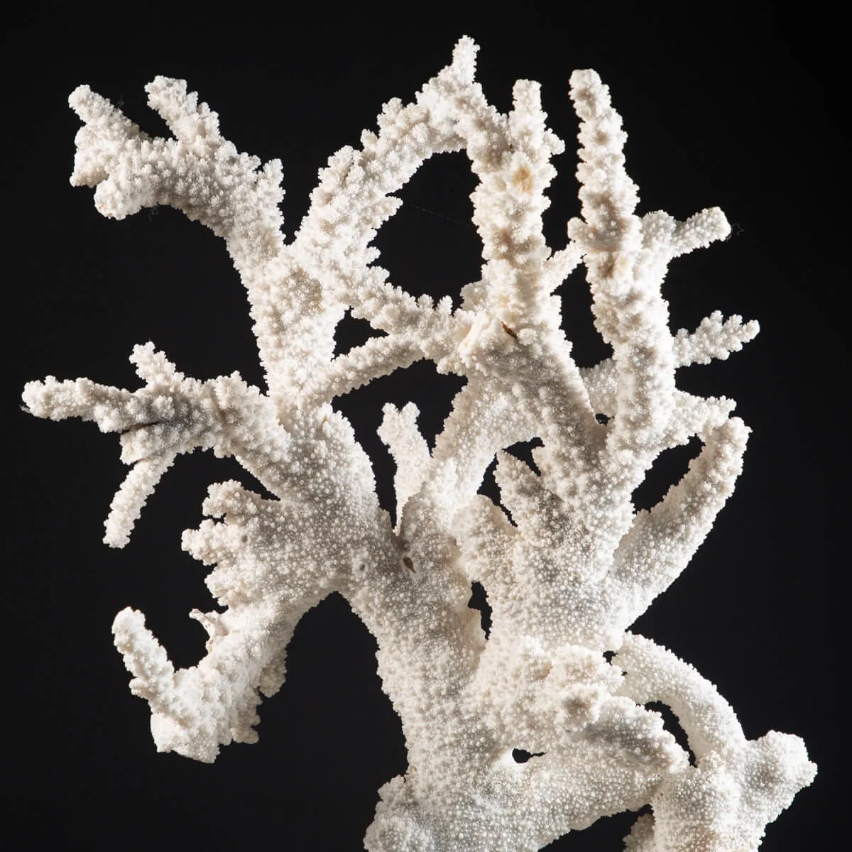Acropora Florida