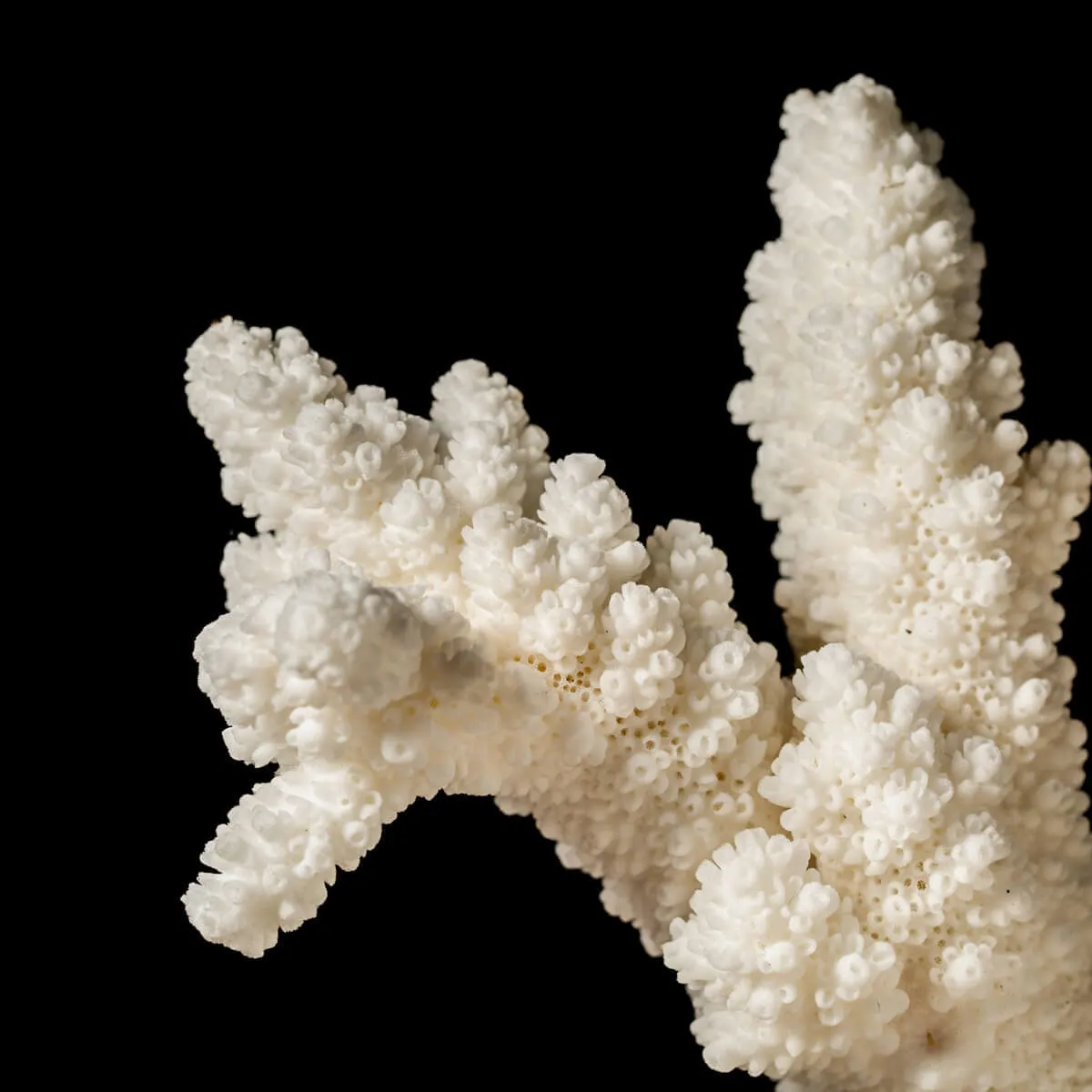 Acropora Florida