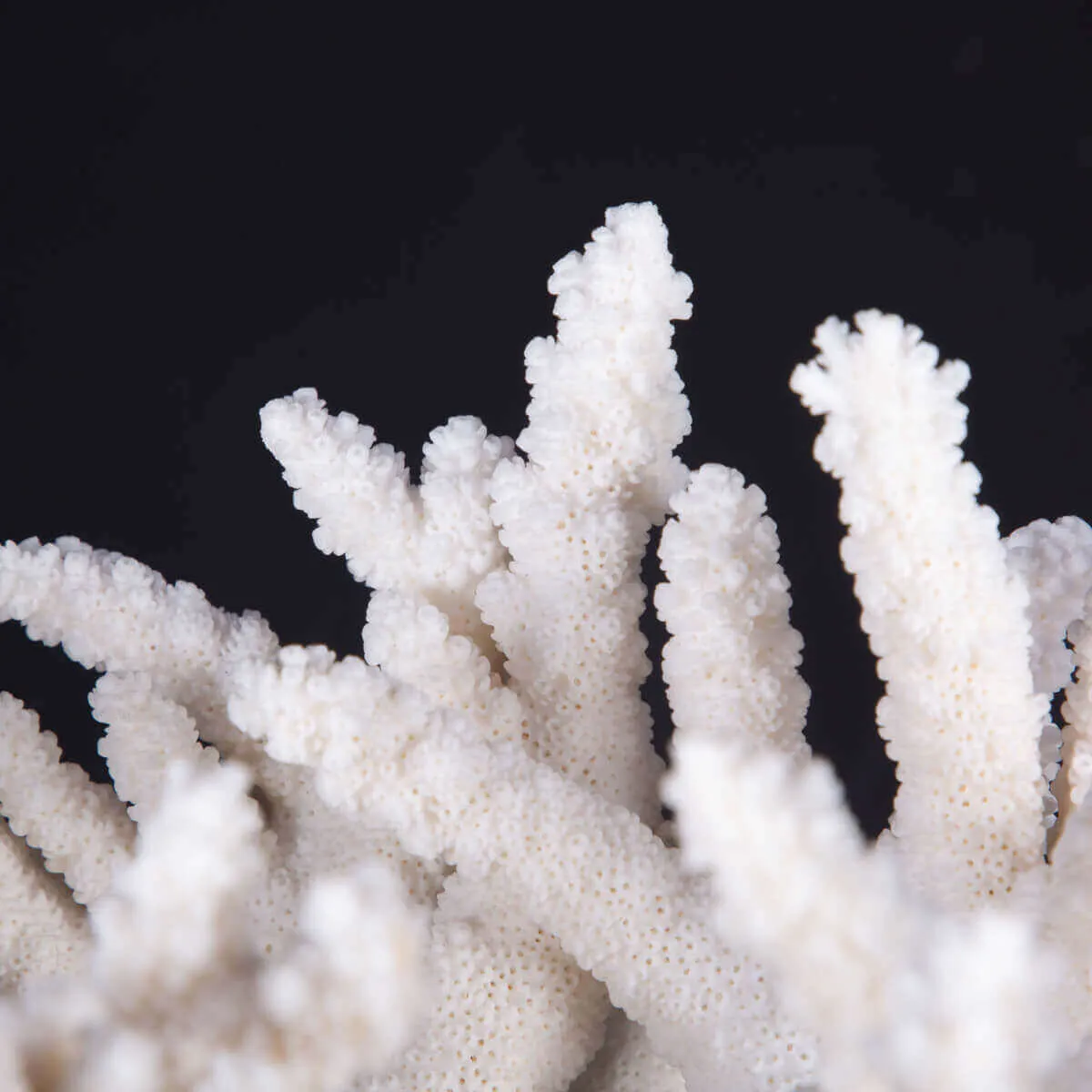 Ramo di Acropora Florida su Base in Legno Antico - Tesoro della Natura