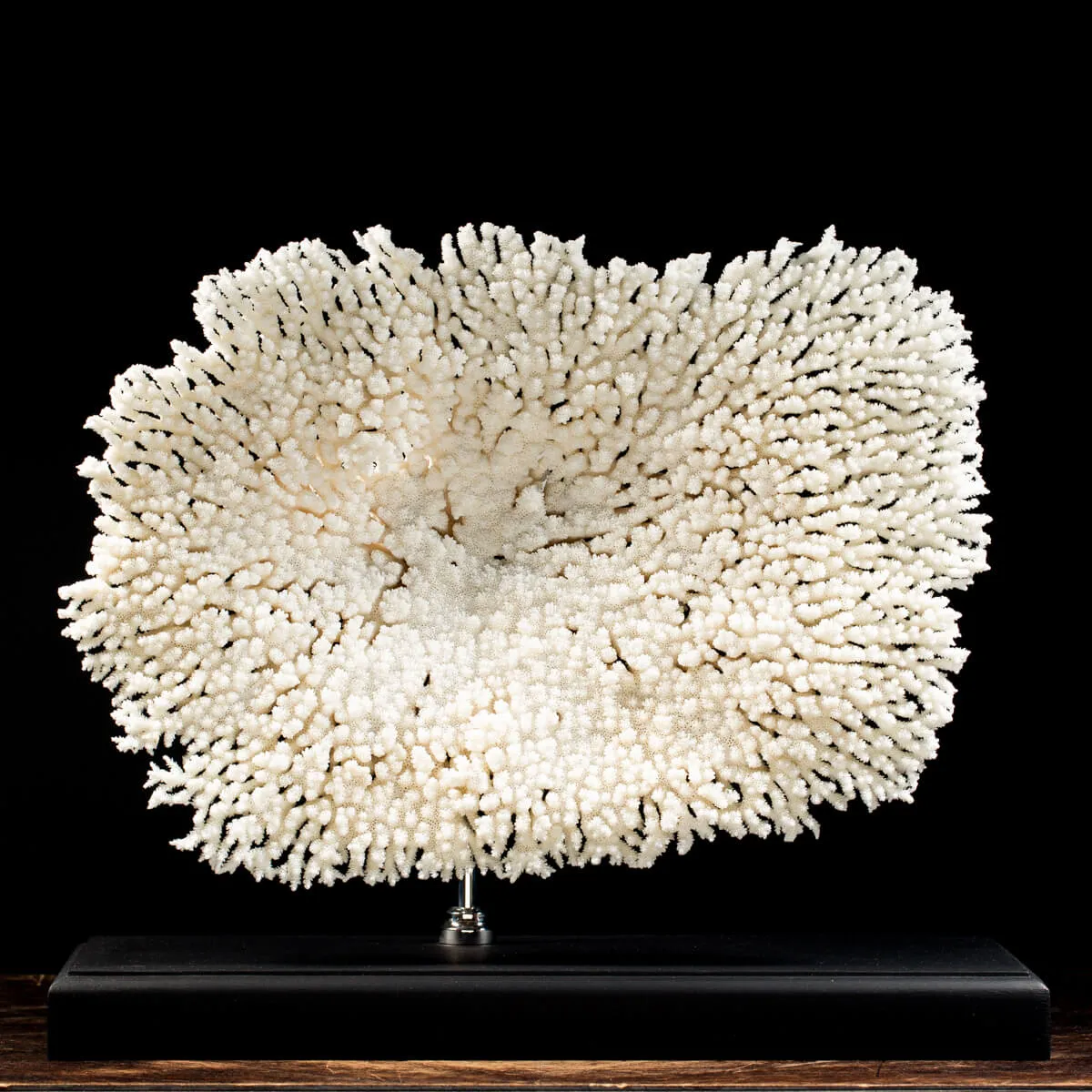 Acropora Hyacinthus