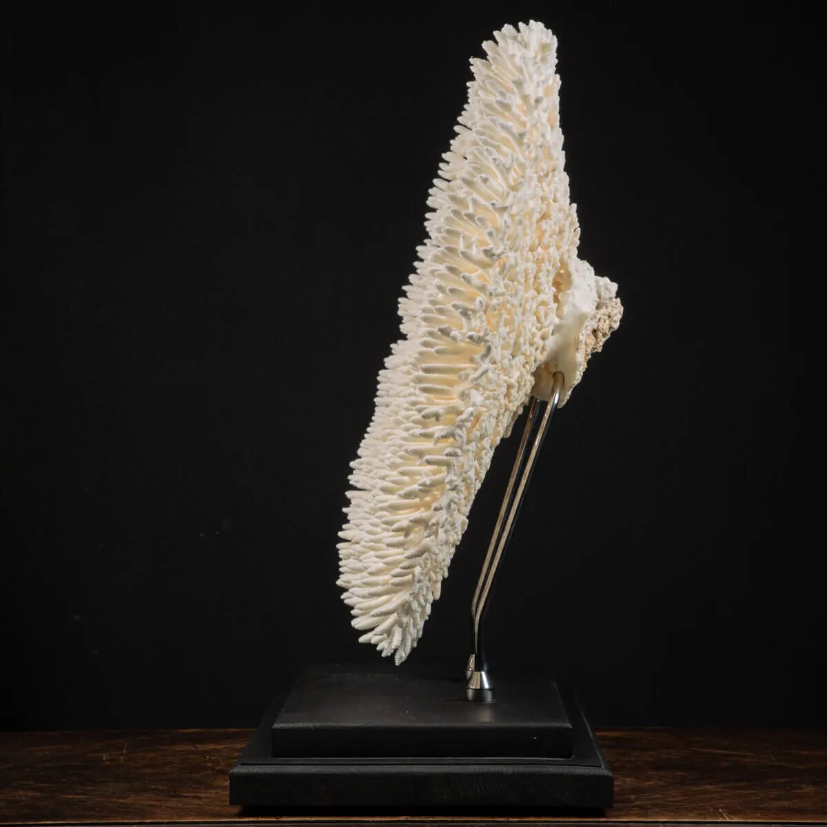 Acropora Millepora Enorme