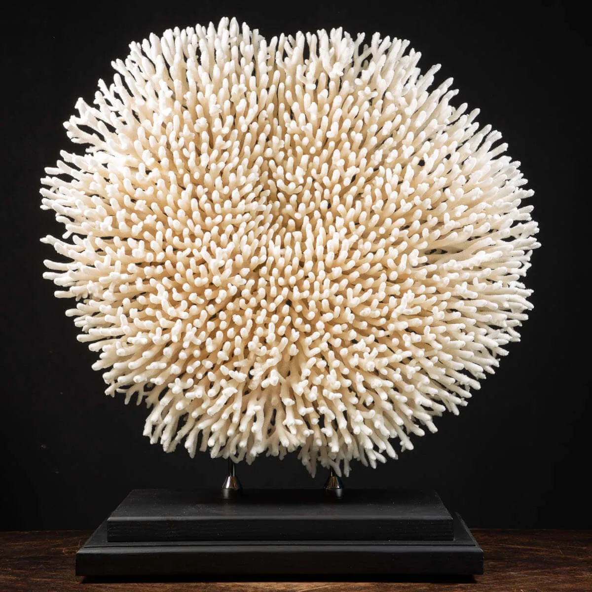 Acropora Millepora Enorme