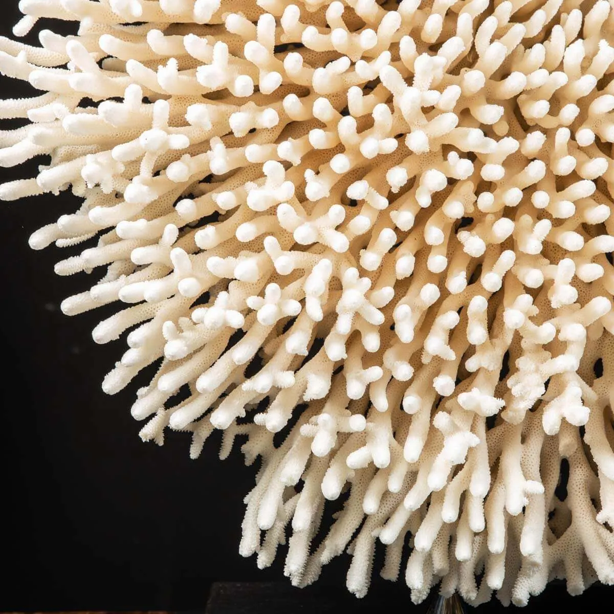 Acropora Millepora Enorme