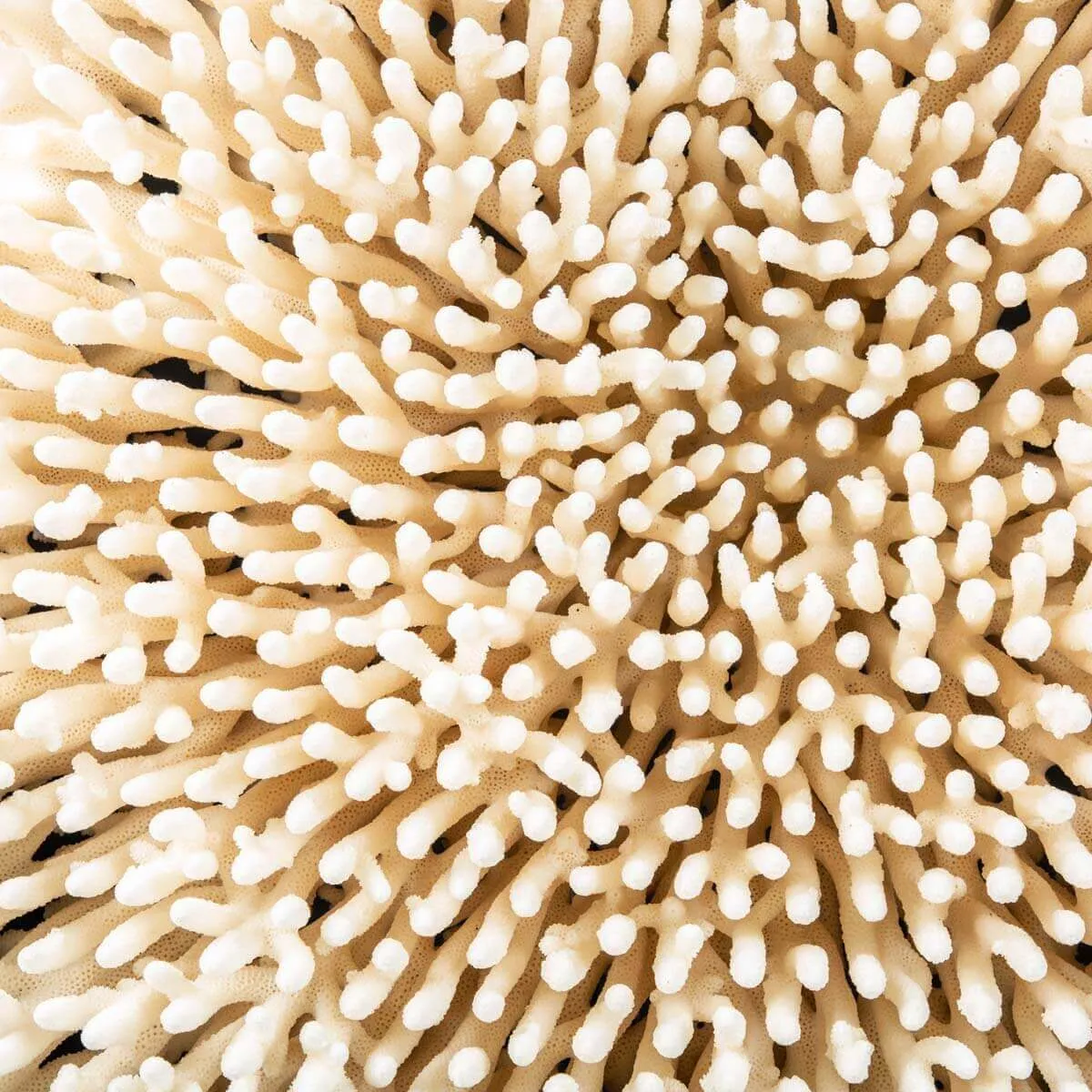 Acropora Millepora Enorme