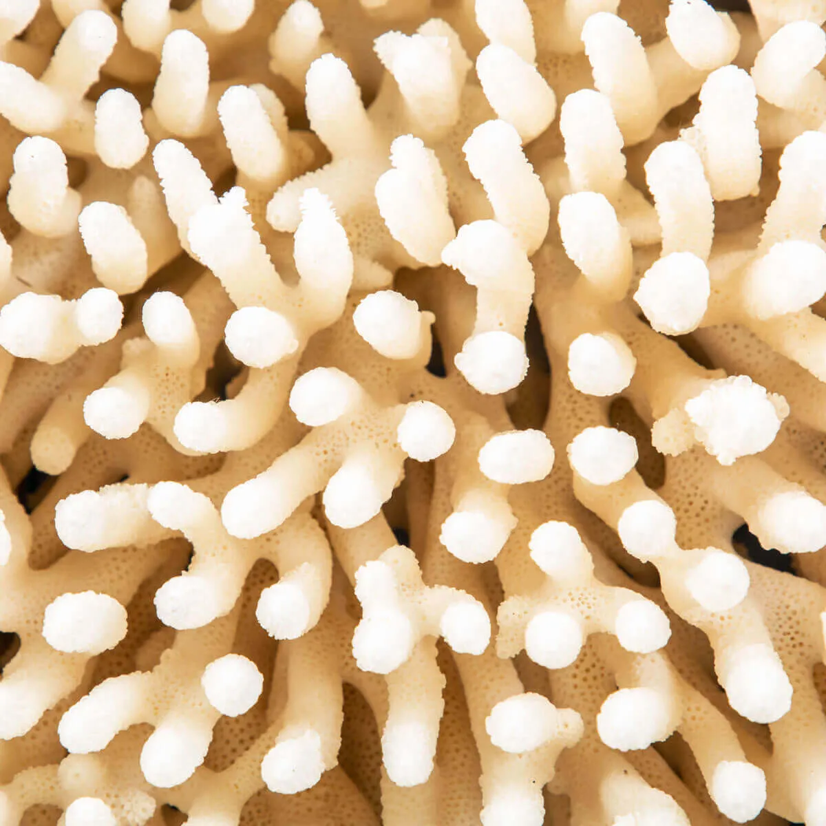 Acropora Millepora Enorme