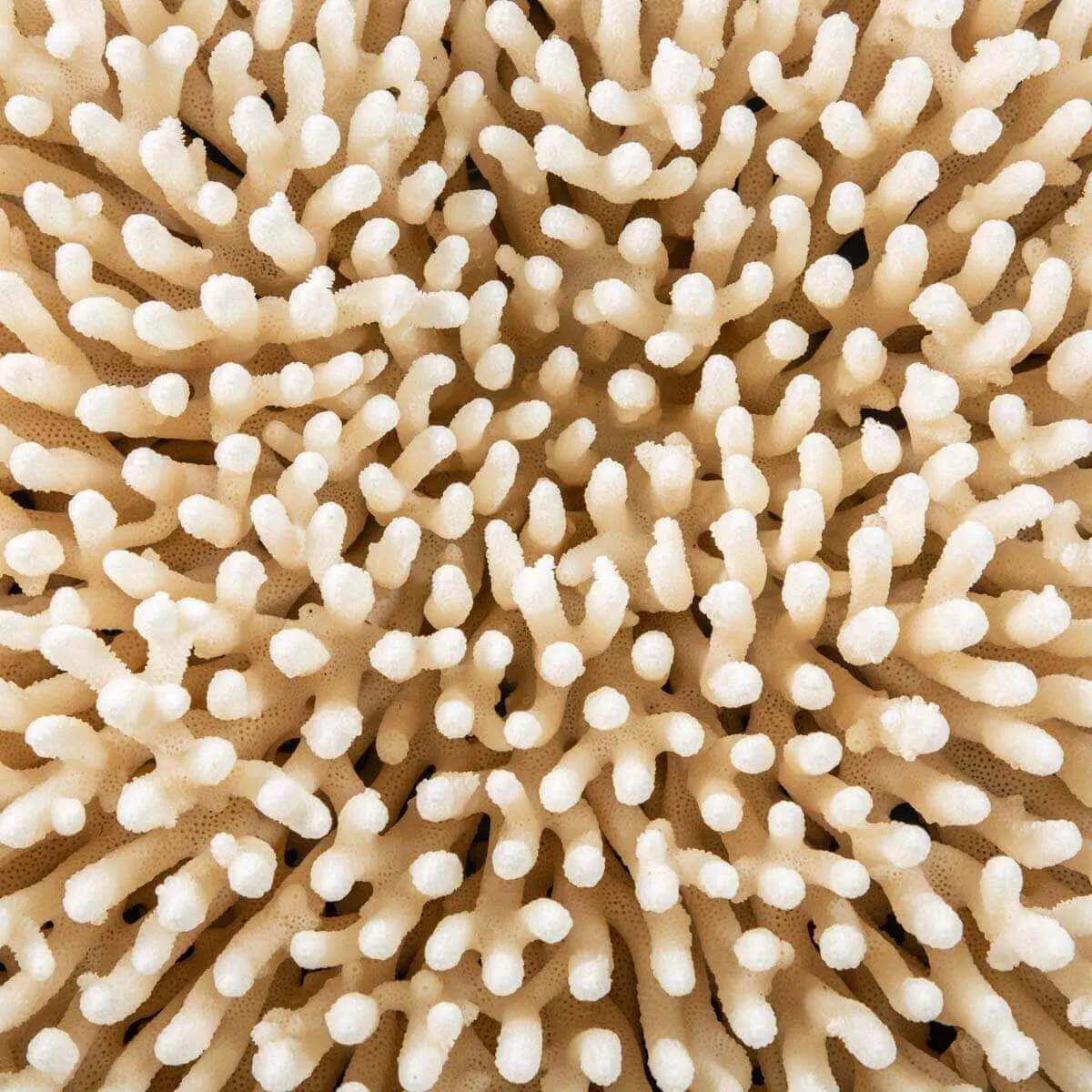 Acropora Millepora Enorme