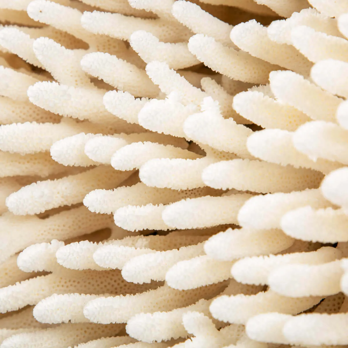 Acropora Millepora Enorme