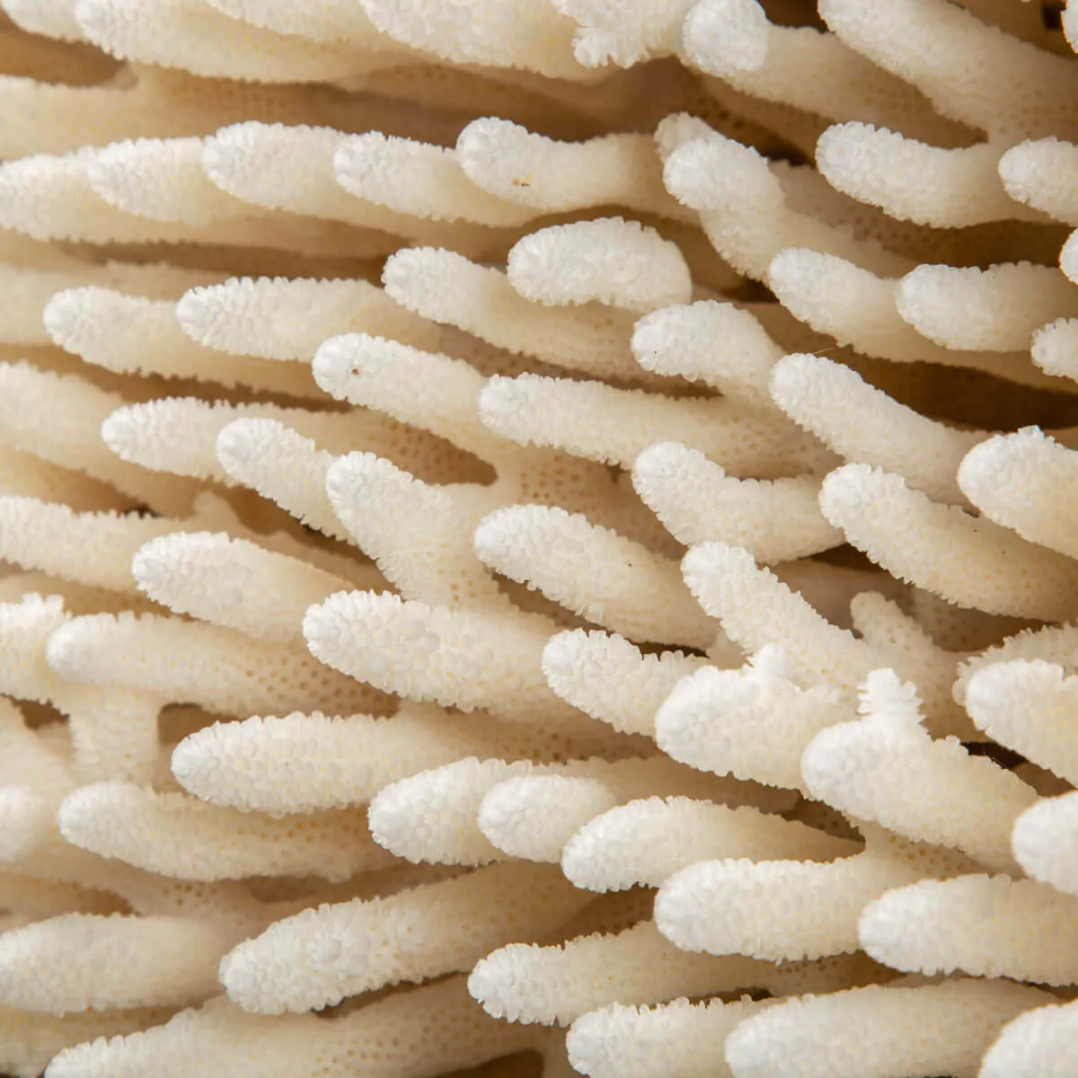 Acropora Millepora Enorme
