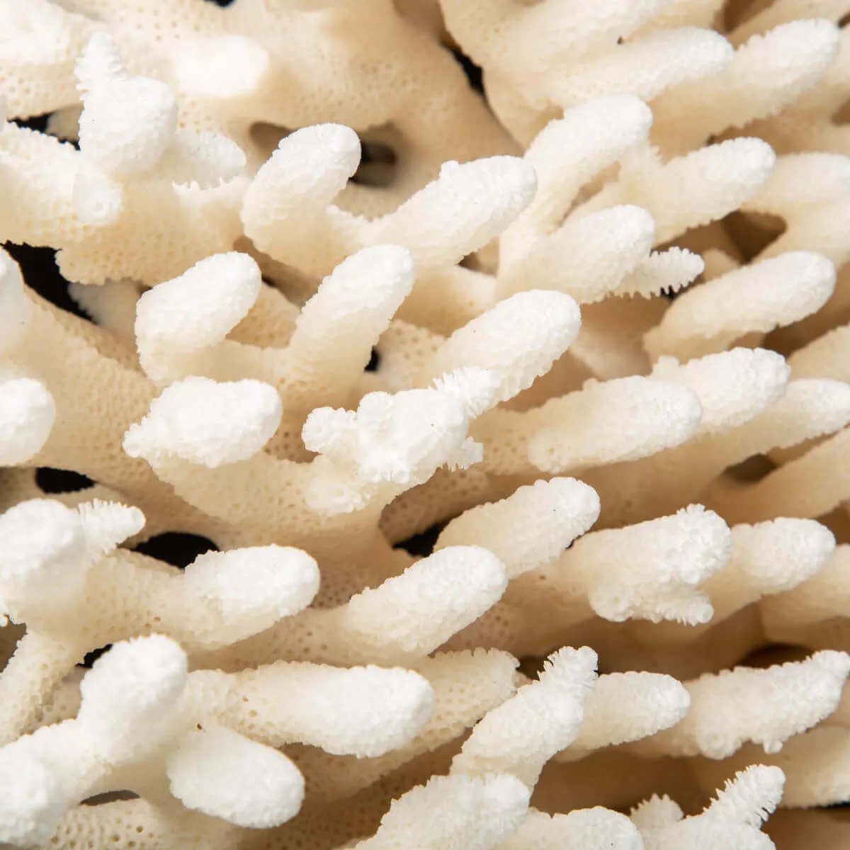 Acropora Millepora Enorme