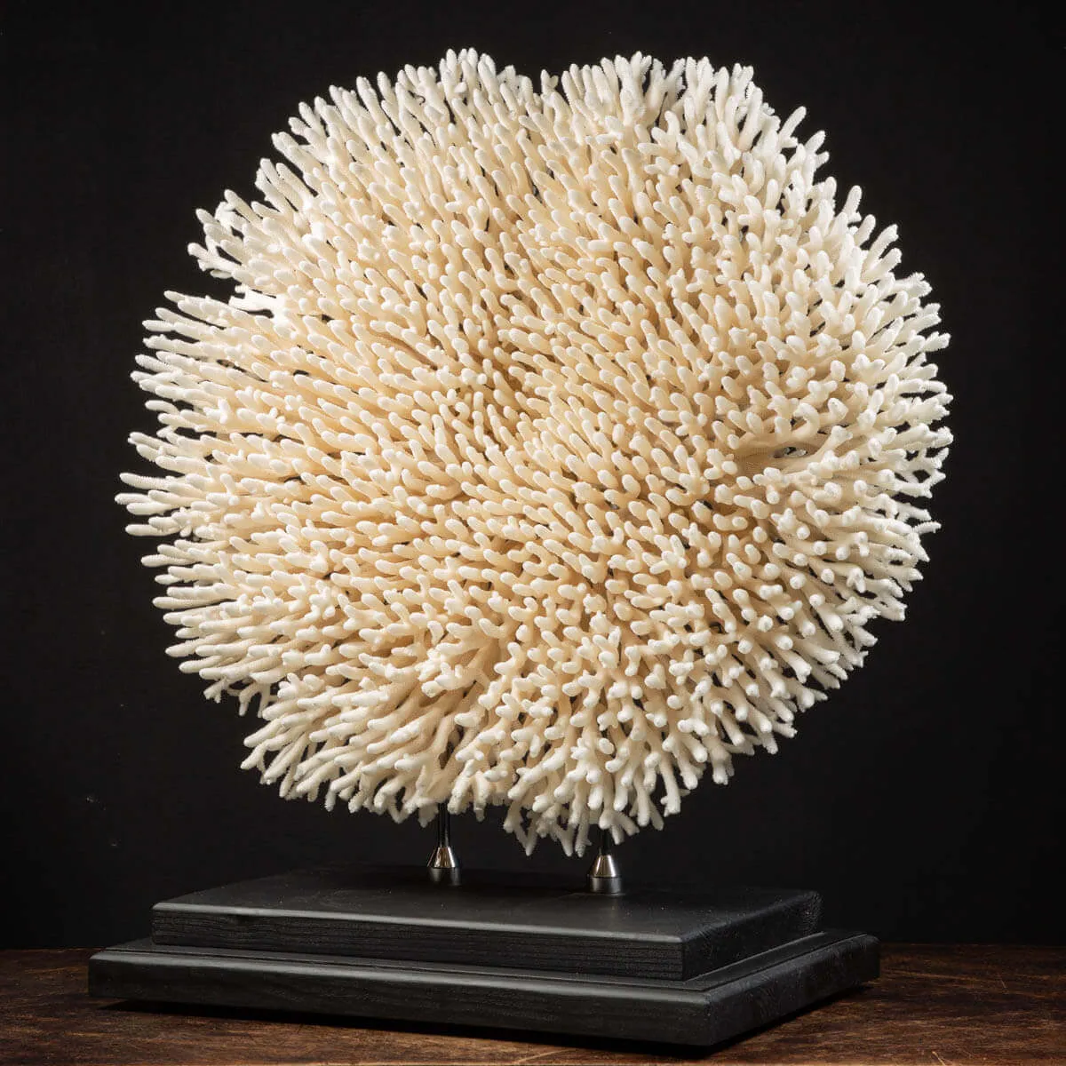 Acropora Millepora Enorme