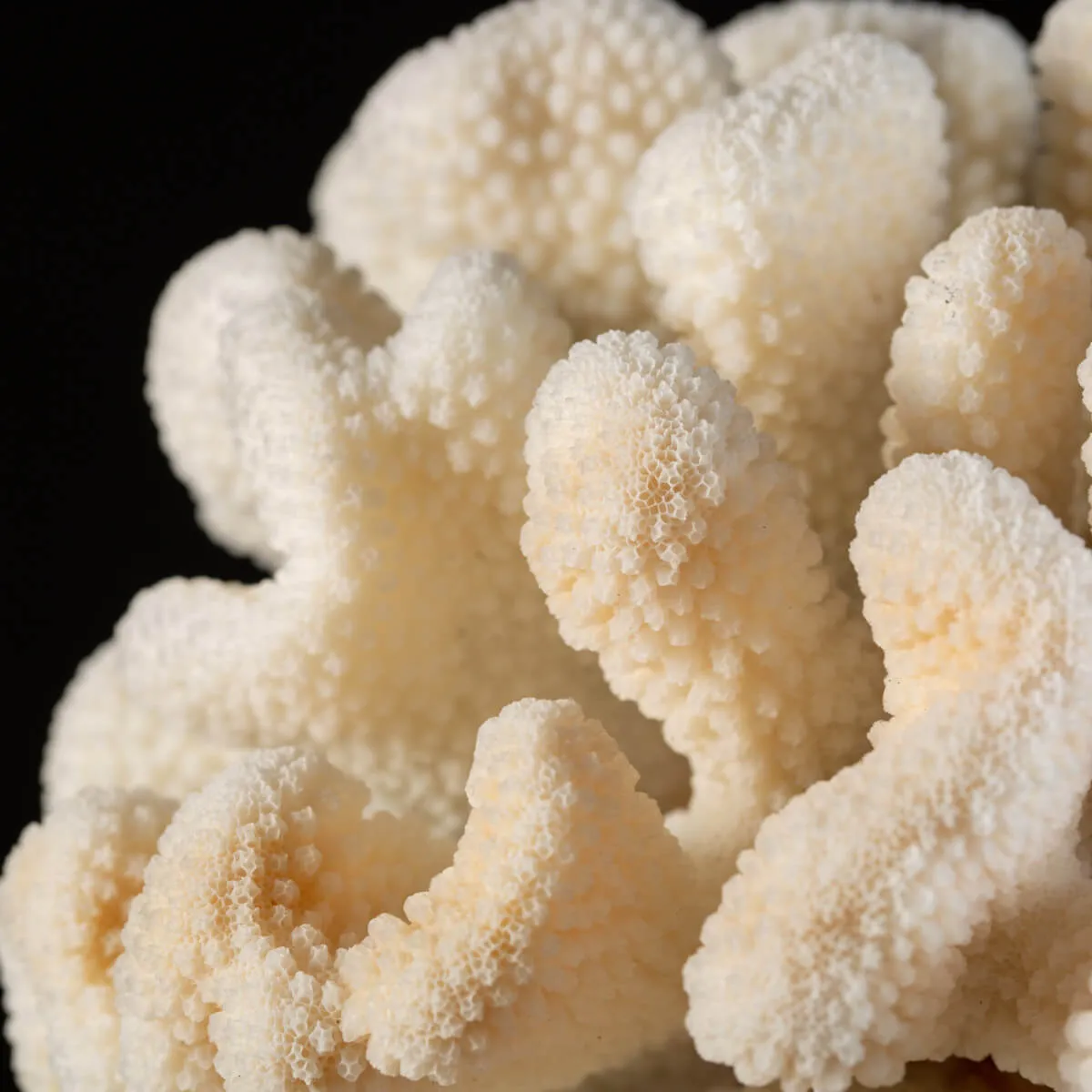 Stylophora Pistillata Steampunk style