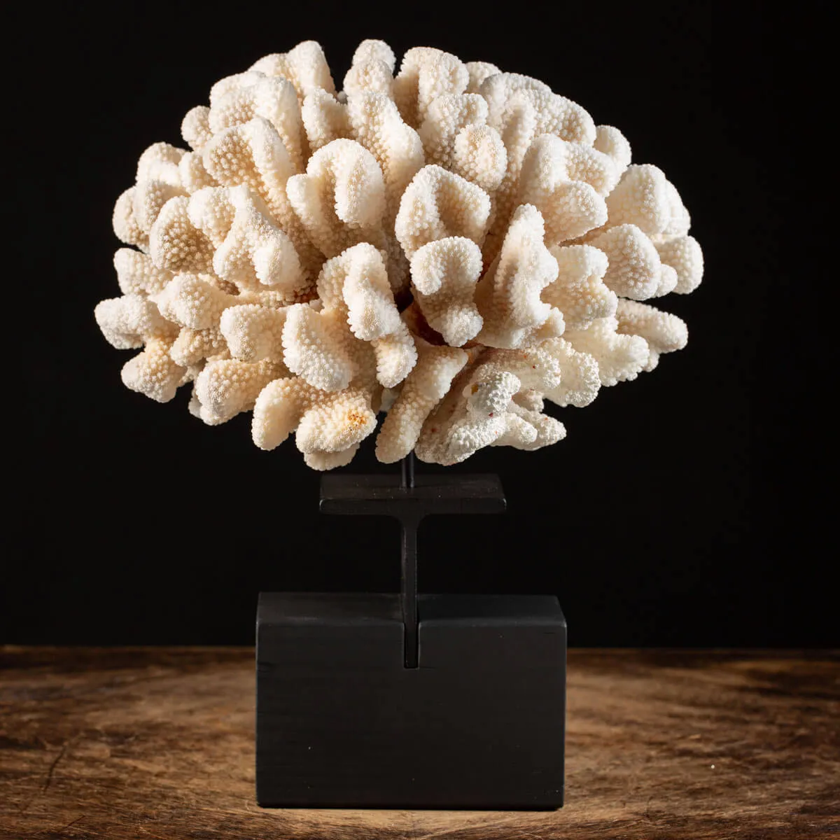 Pocillopora Eydouxi Montata su base di Design