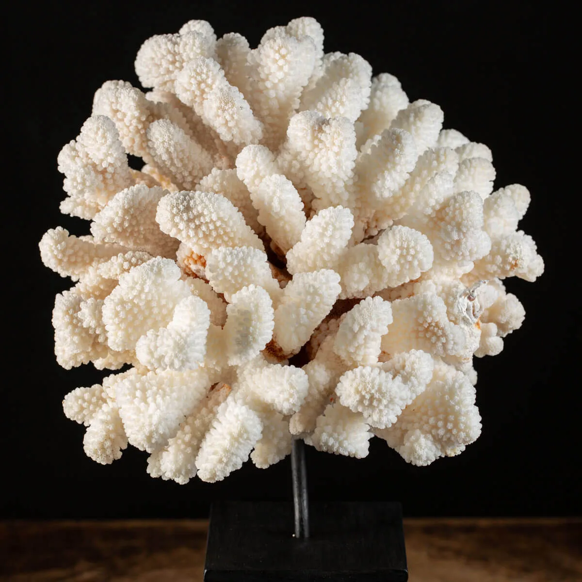 Pocillopora Meandrina Su Base decorativa