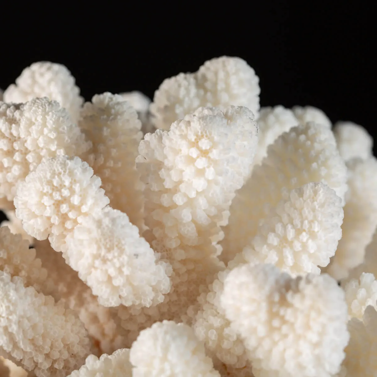 Pocillopora Meandrina Su Base decorativa