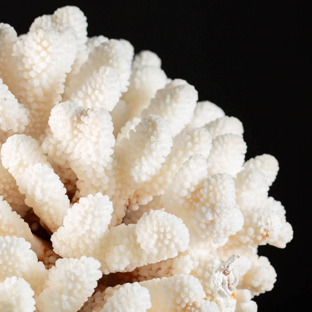 Pocillopora Meandrina Su Base decorativa