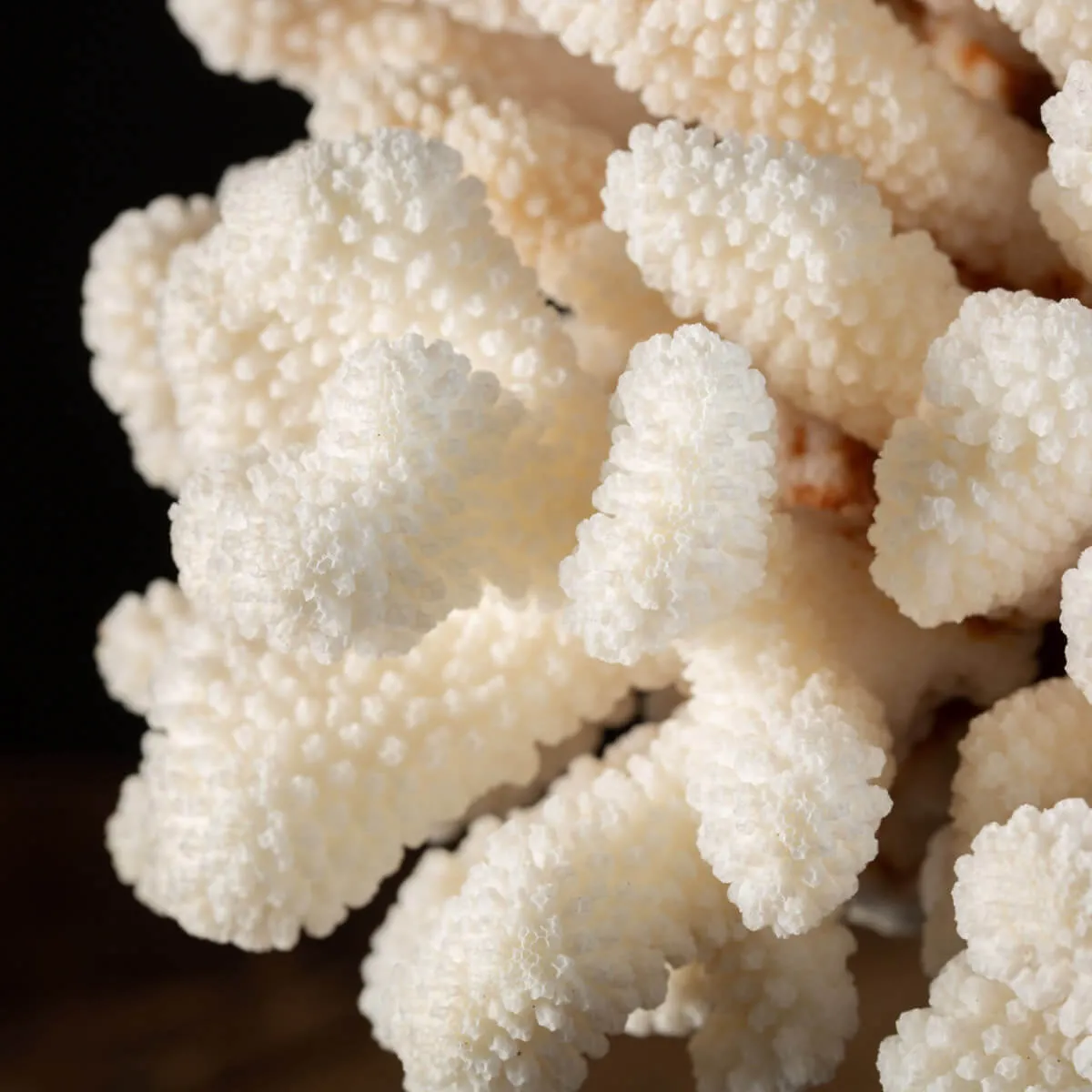 Pocillopora Meandrina Su Base decorativa